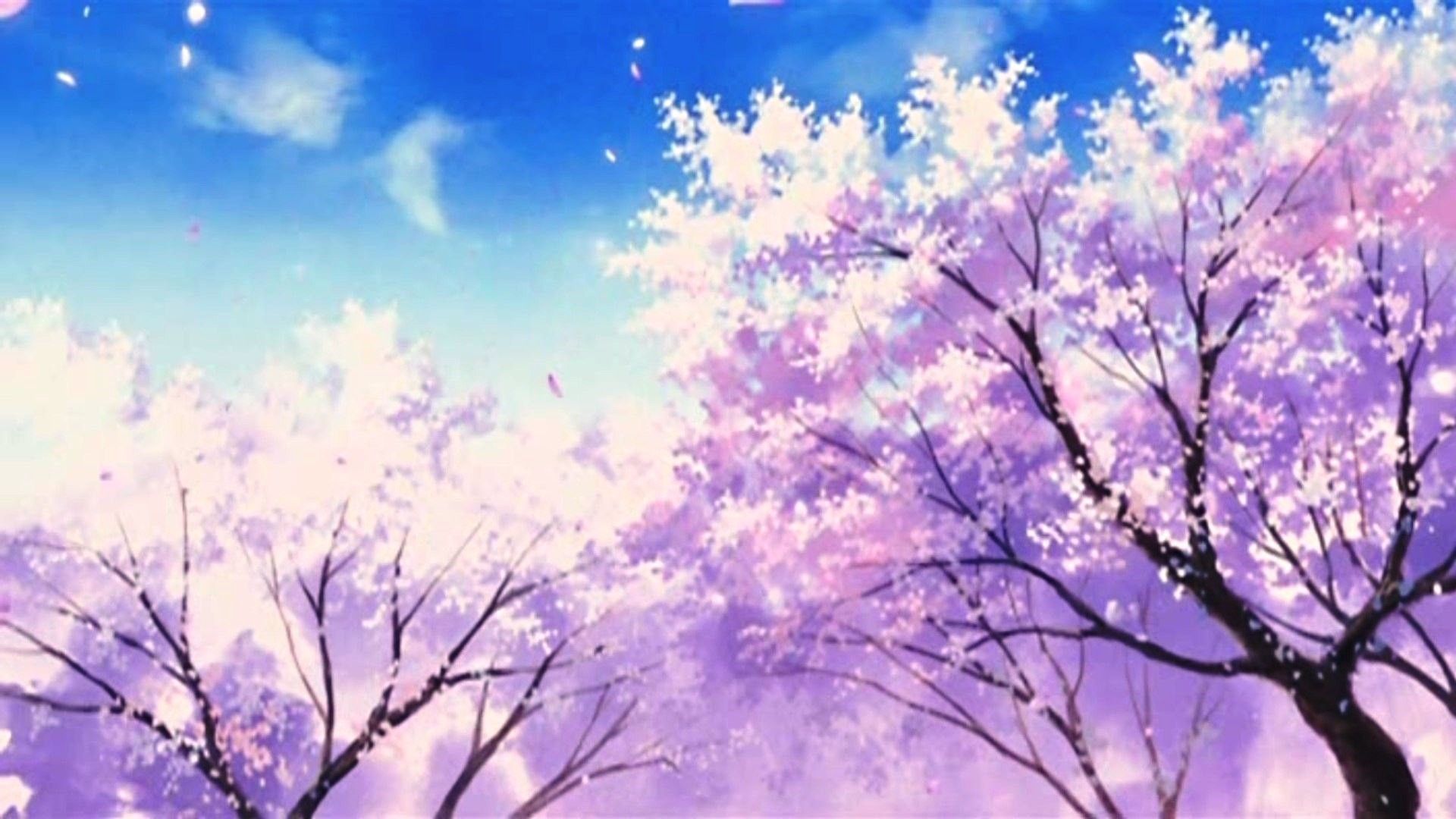 Alberi di ciliegio in fiore, 1920x1080 Full HD 1080p, PC Desktop