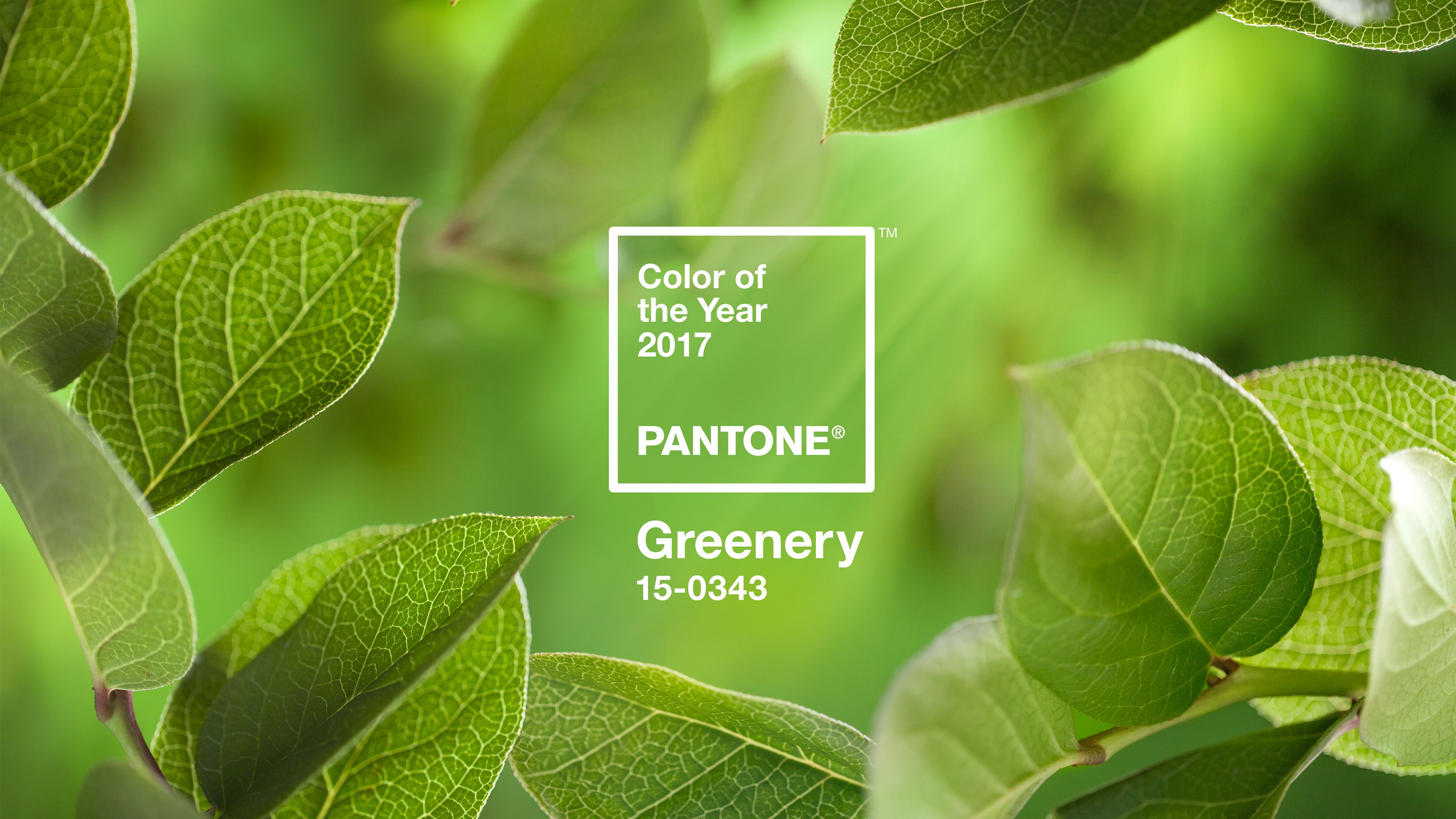 Pantone Greenery colore anno, 3840x2160 Ultra HD, 4K TV