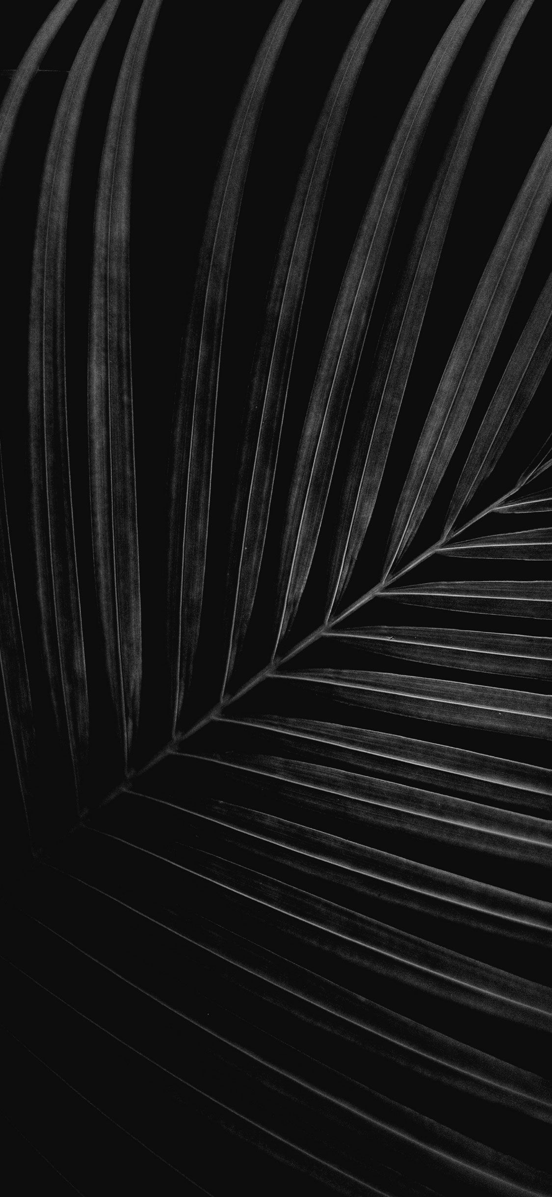 Foglia di palma nera, 1125x2436 Verticale, iPhone