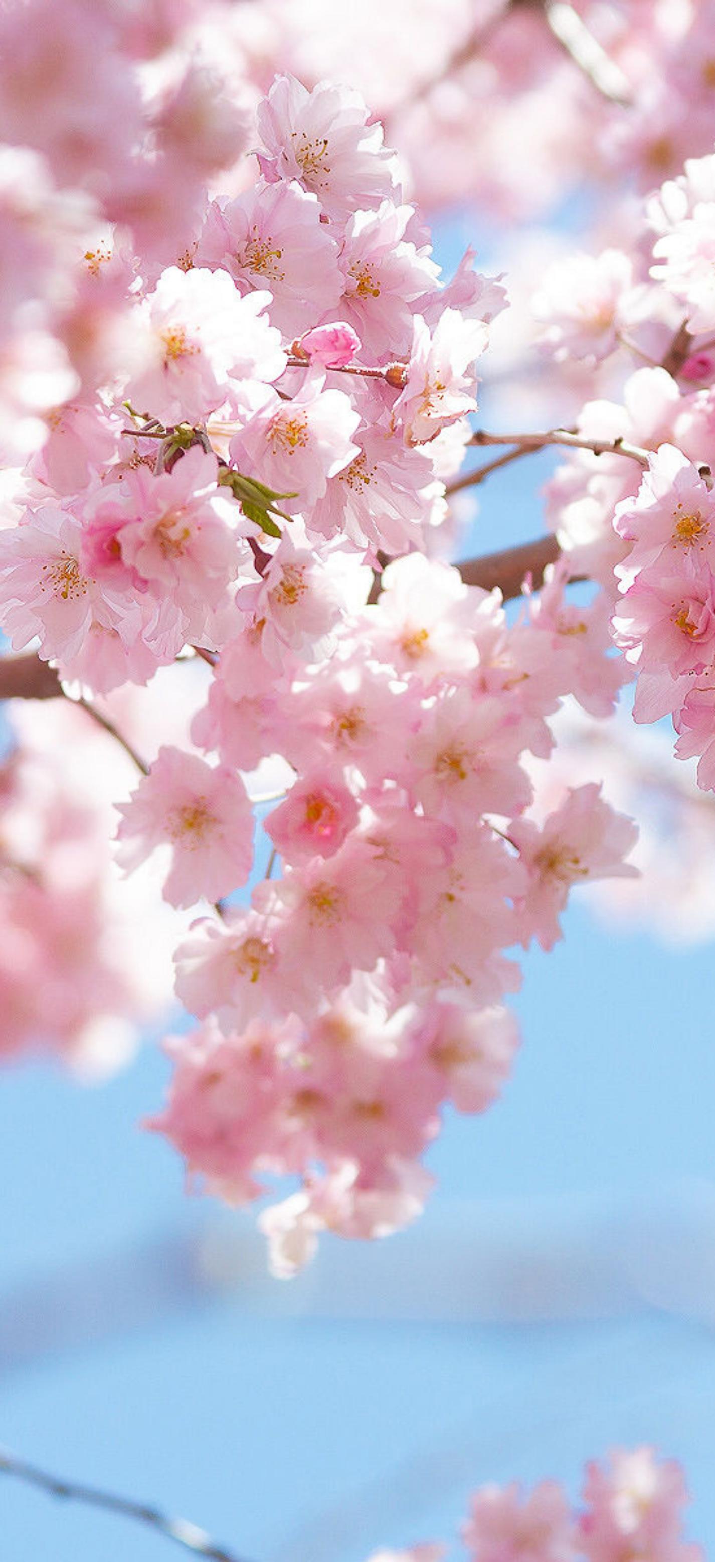 Fiori di ciliegio rosa, 1426x3113 Verticale, Mobile