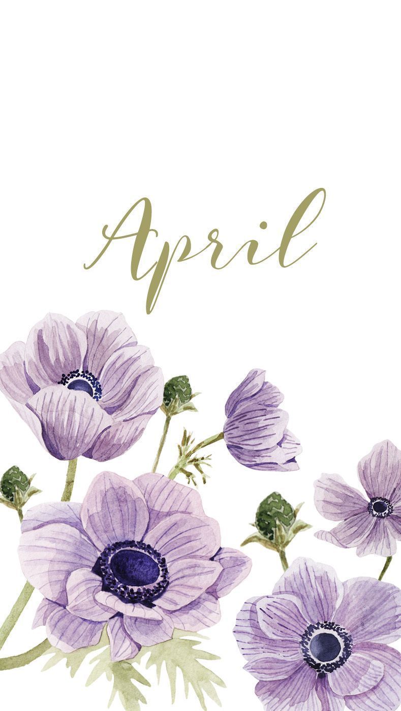 Fiori viola anemoni acquerello April, 789x1400 Verticale, Mobile