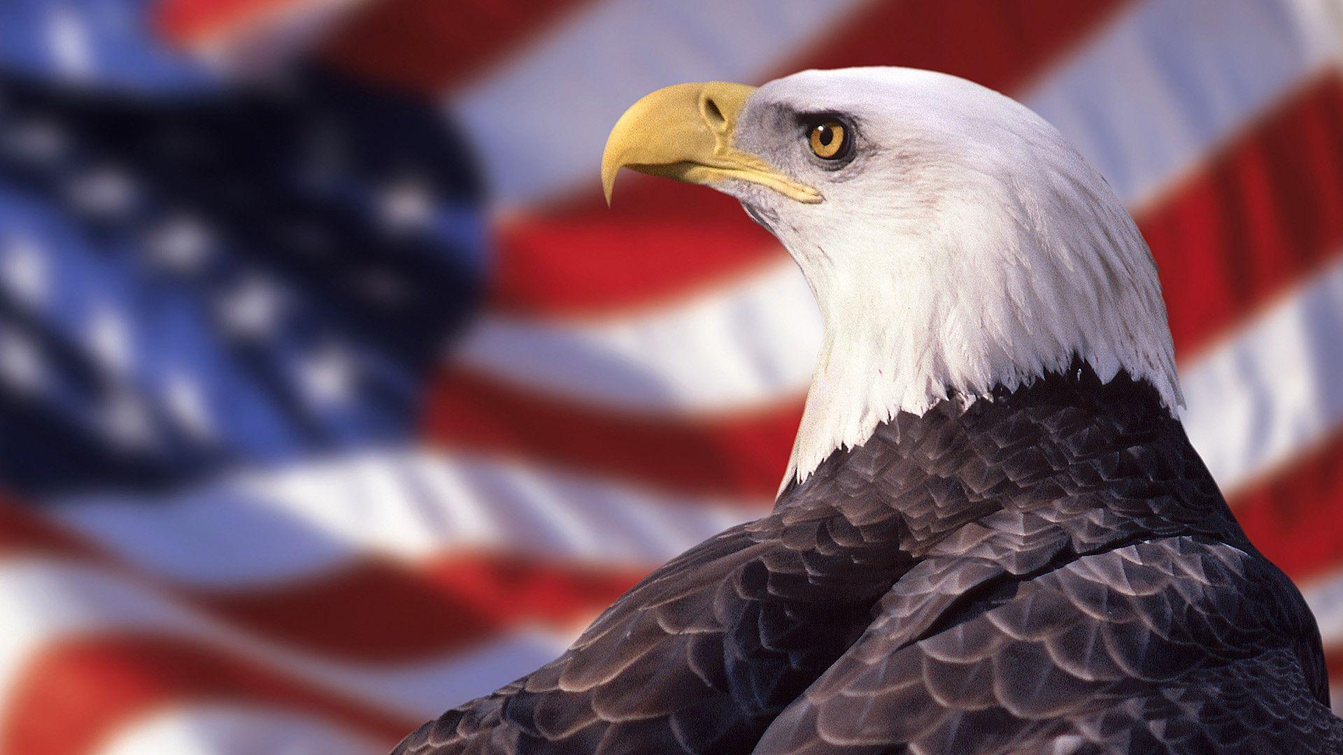 Aquila calva e bandiera americana, 1920x1080 1080p, PC Desktop