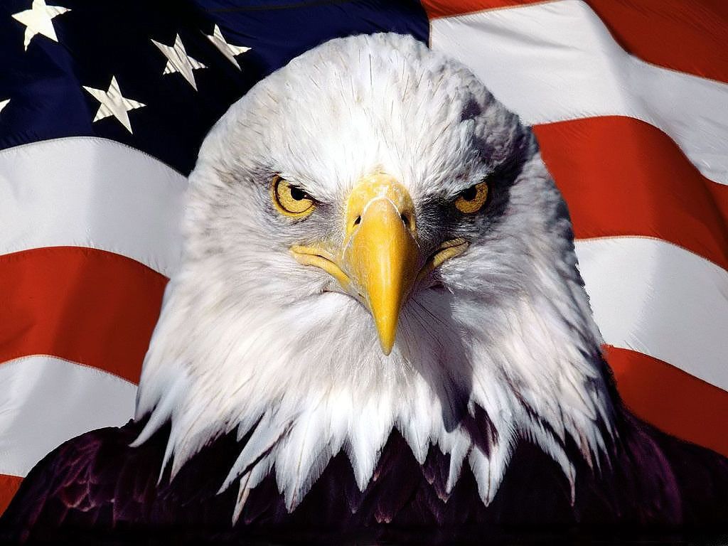 Aquila calva con bandiera USA, 1024x768 HD, Laptop