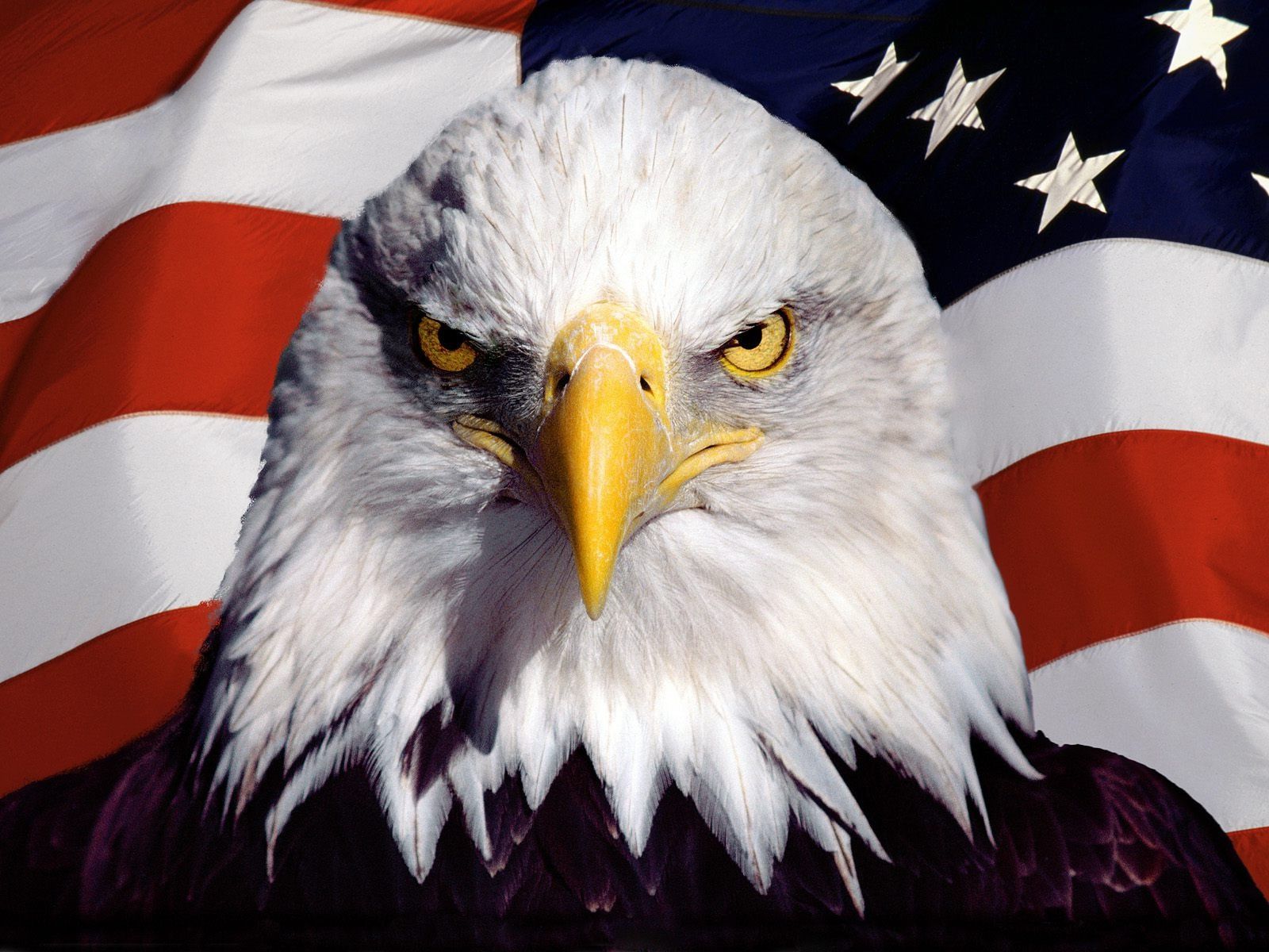 Aquila calva e bandiera USA, 1600x1200 900p, PC