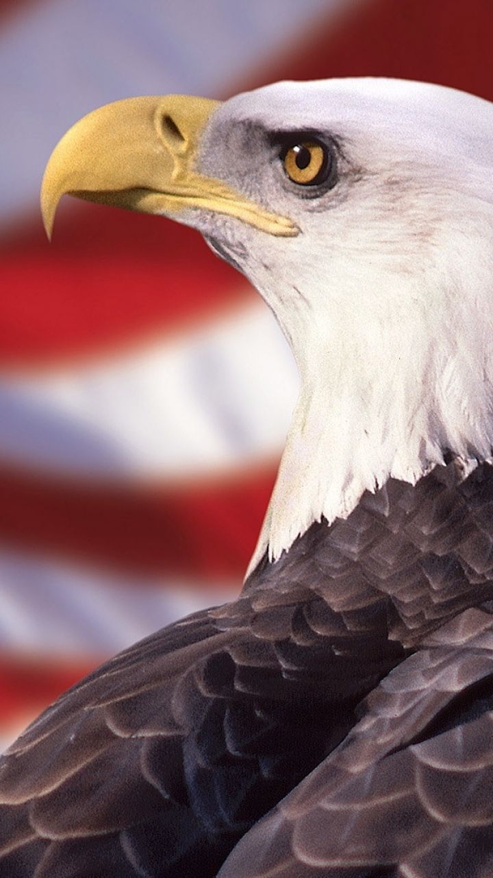 Aquila calva e bandiera USA, 720x1280 Full HD Verticale, Realme