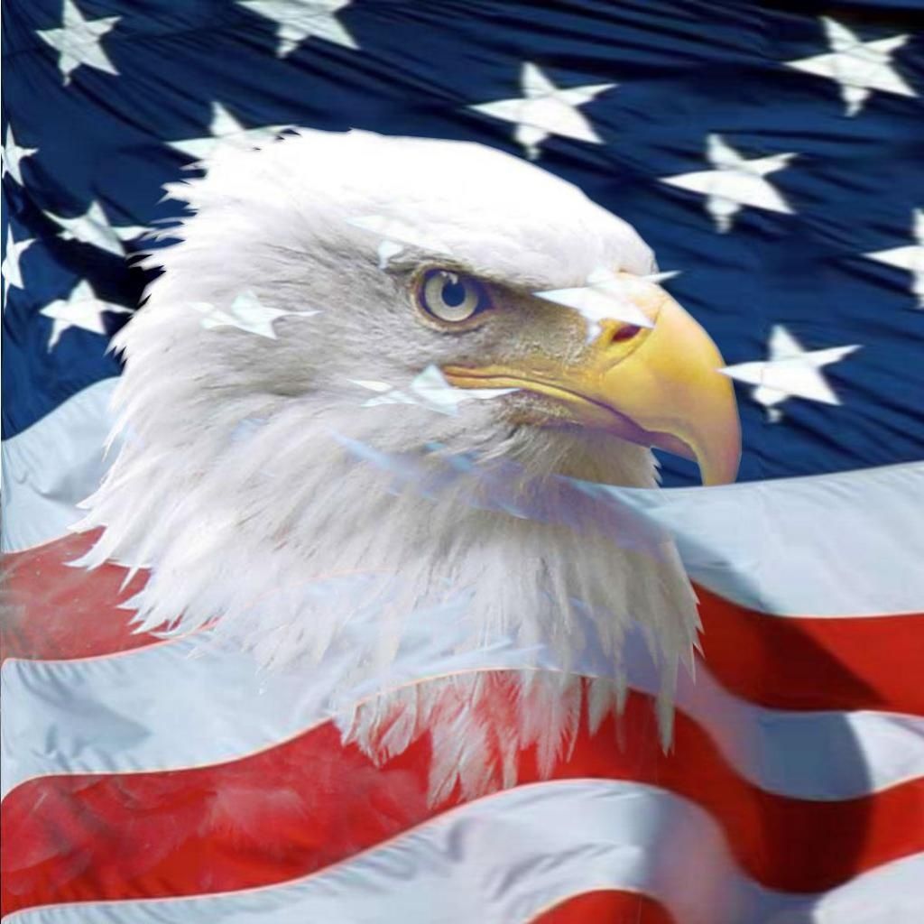 Aquila calva e bandiera americana, 1024x1024 HD, PC