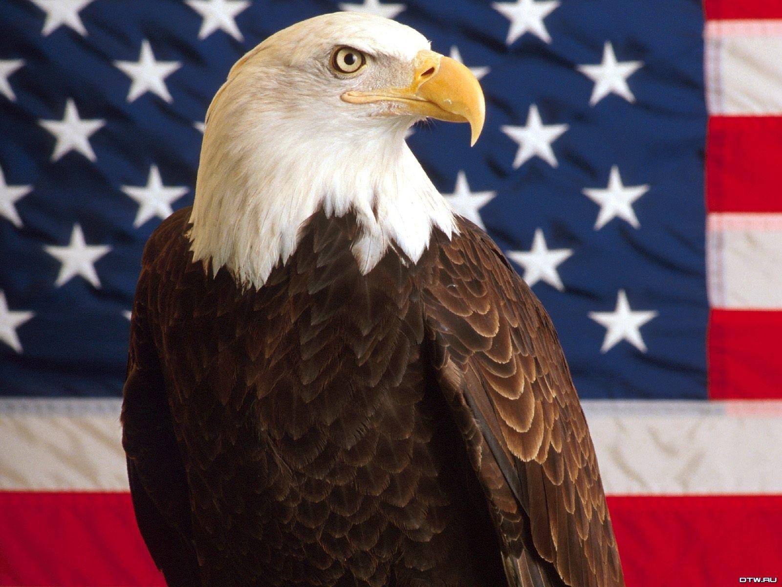 Aquila calva con bandiera americana, 1600x1200 HD Ready, Desktop