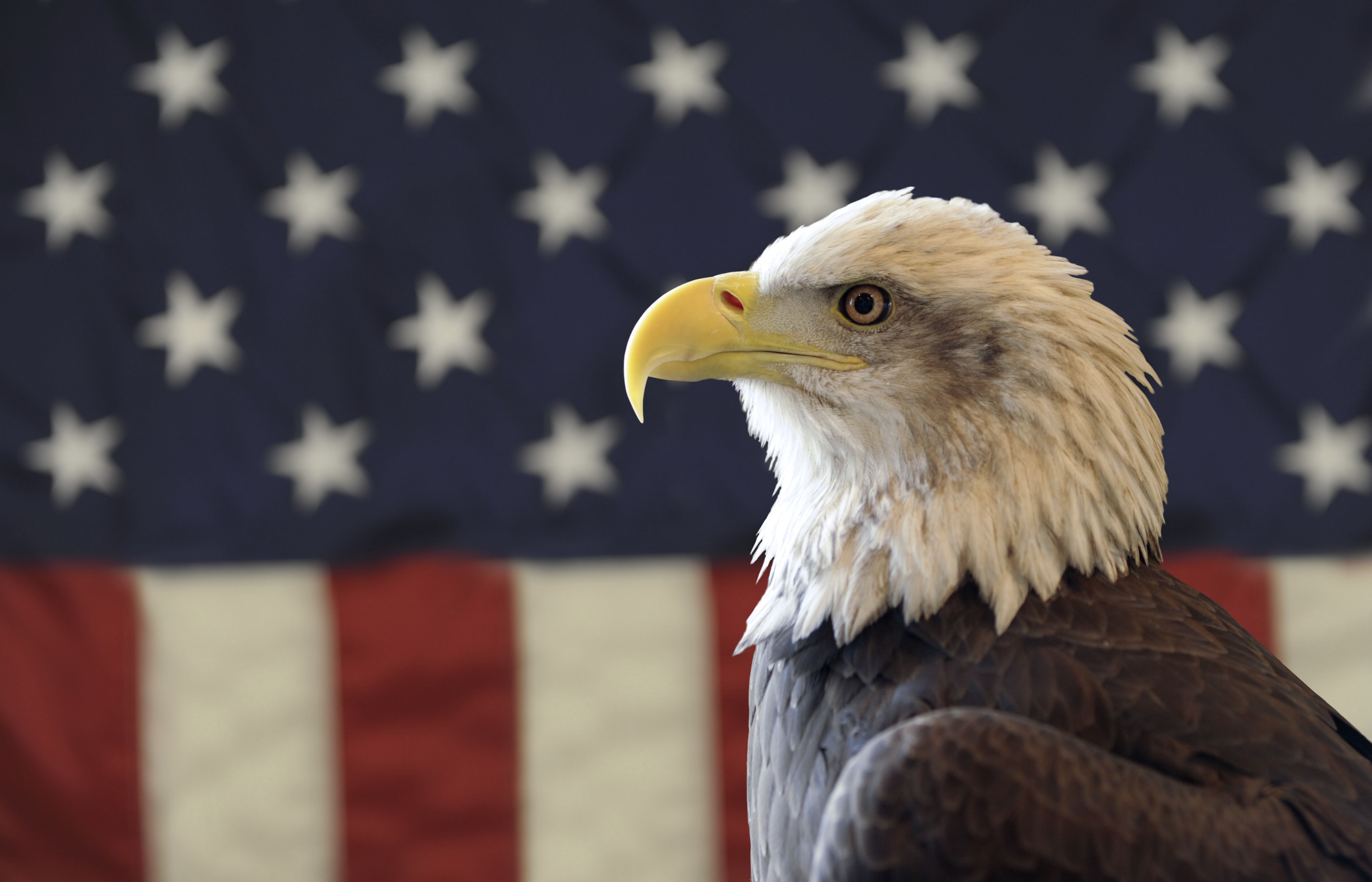 Aquila calva e bandiera americana, 4256x2735 UHD, PC 4K