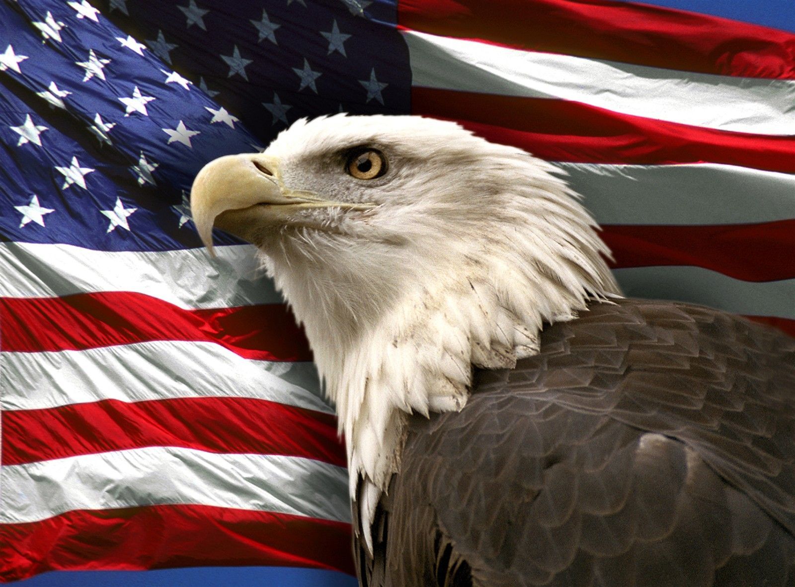 Aquila calva e bandiera USA, 1600x1181 HD Ready, Desktop