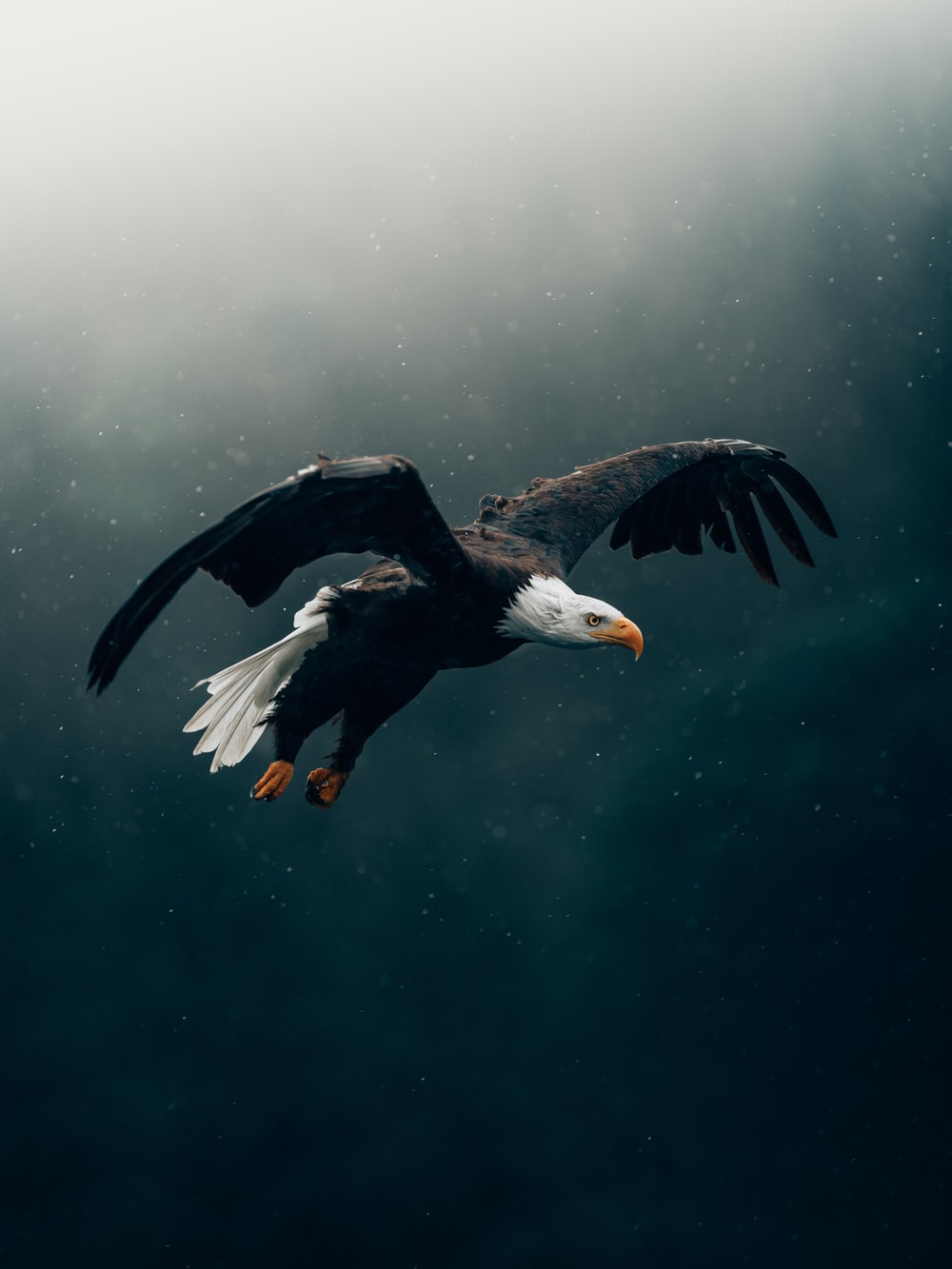 Aquila calva in volo, 1000x1333 Verticale, Telefono