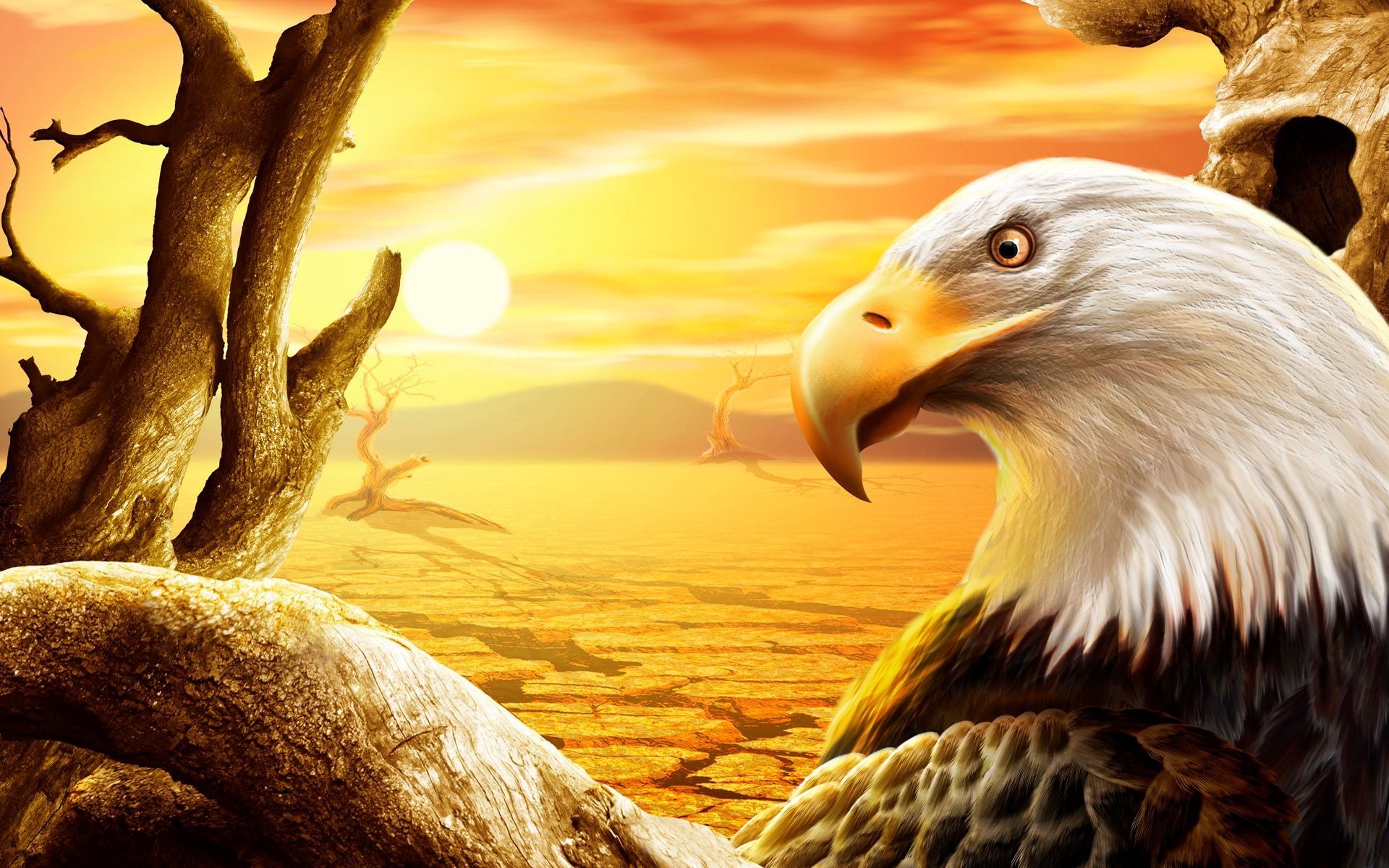 Aquila calva al tramonto, 1920x1200 WUXGA, PC Desktop