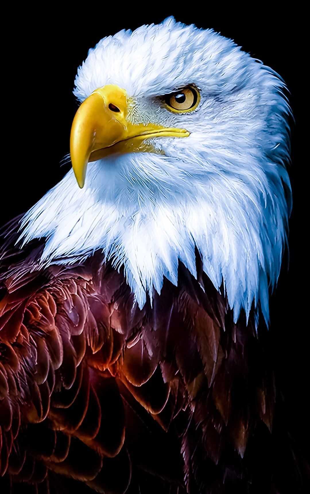 Aquila calva testa, 1080x1717 Full HD Verticale, Samsung Galaxy