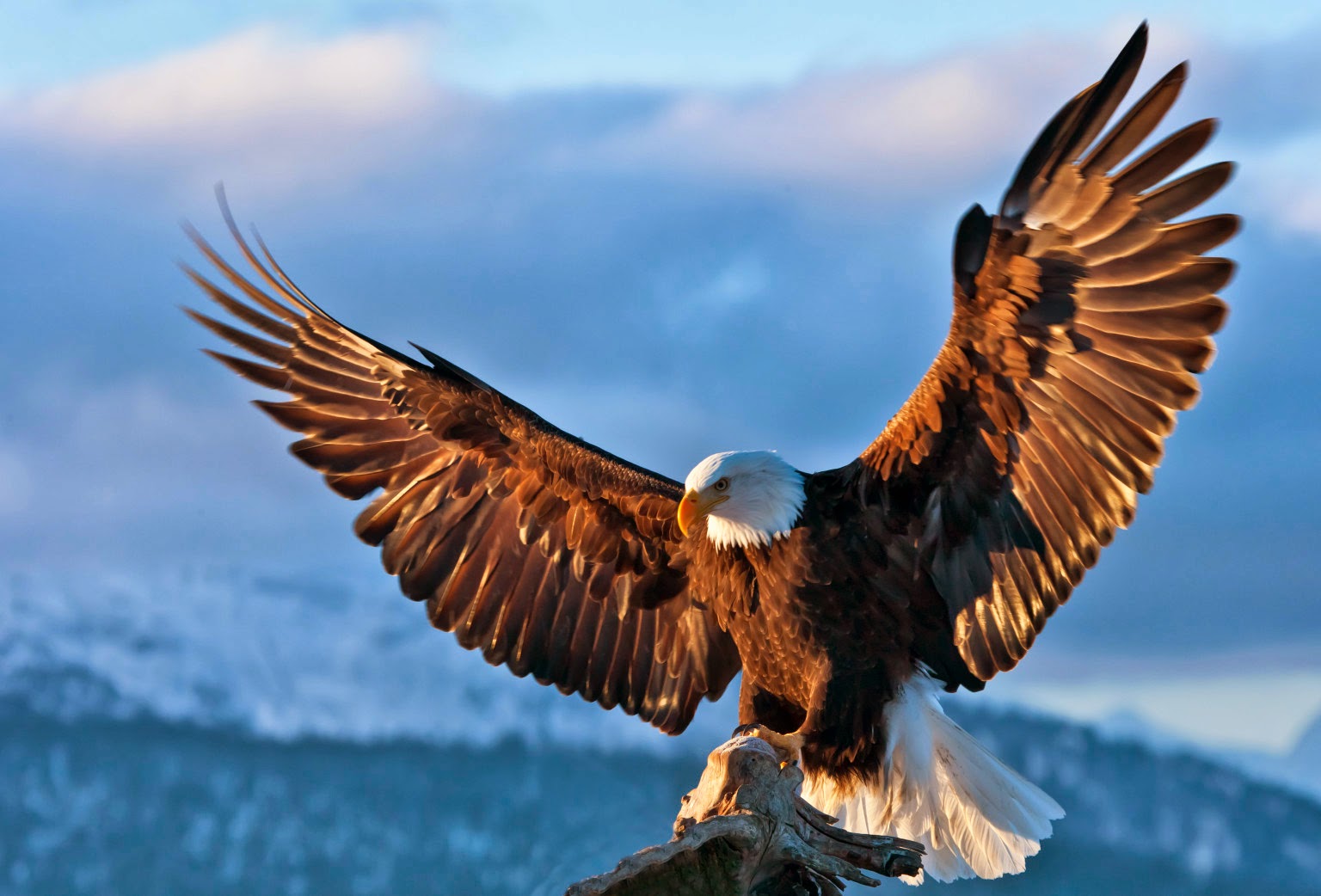 Aquila calva ad ali spiegate, 1536x1042 HD, Desktop