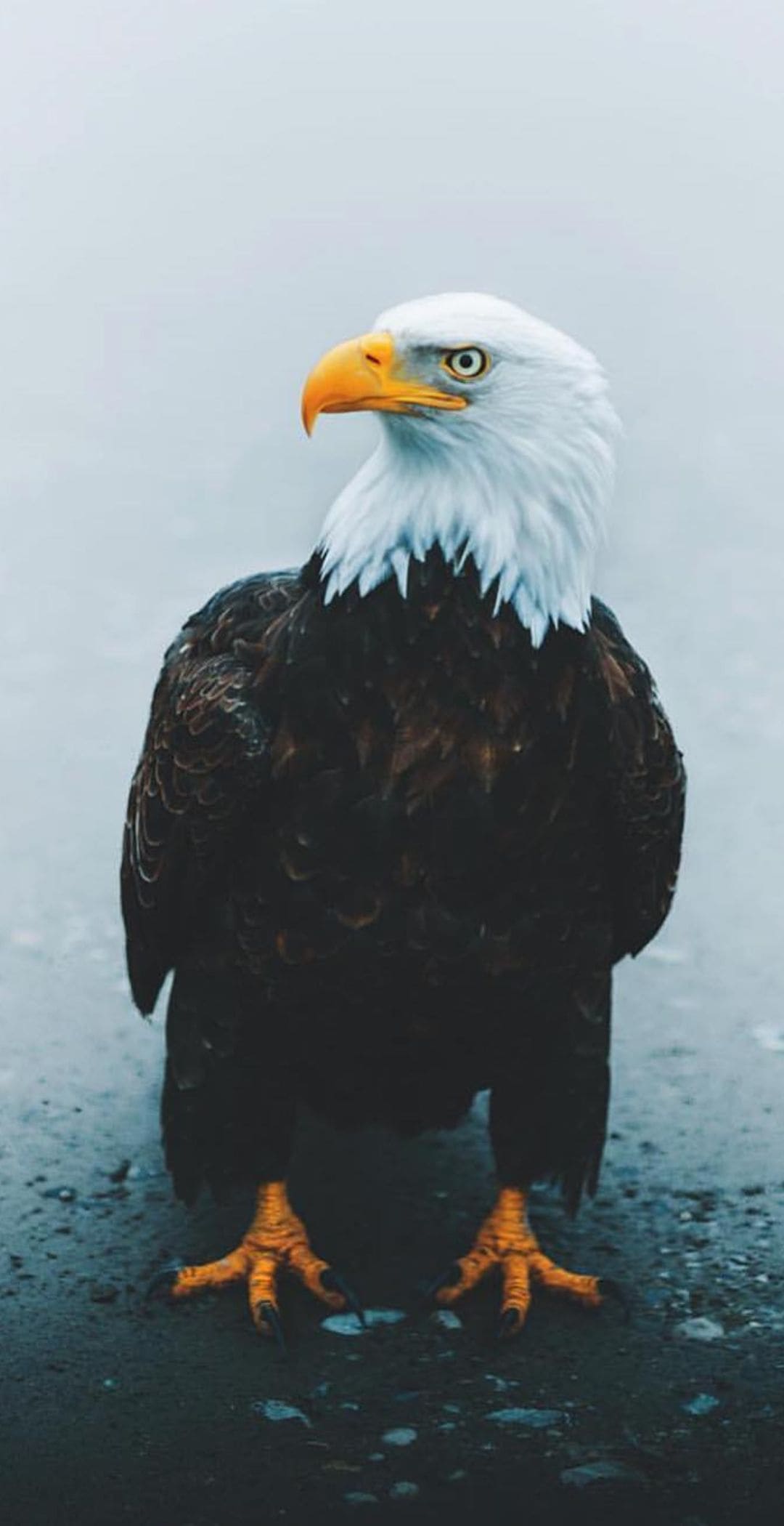 Aquila calva riflessa nell'acqua, 1080x2100 Full HD Verticale, iPhone
