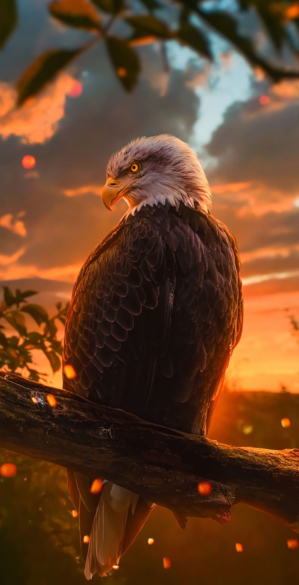 Aquila calva al tramonto, 982x1920 Full HD Verticale, iPhone