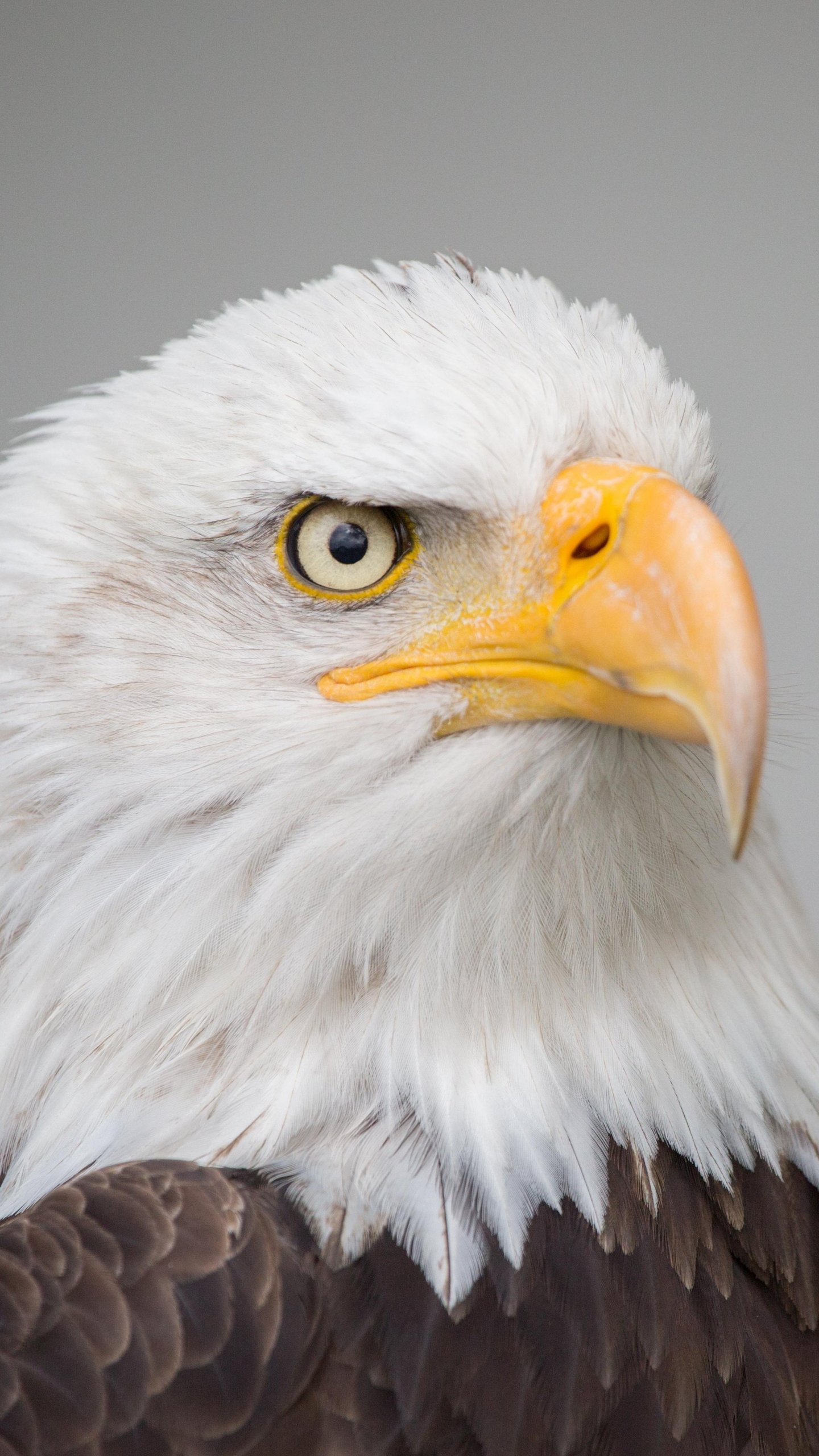 Aquila calva ritratto primo piano, 1440x2560 Full HD Verticale, Smartphone