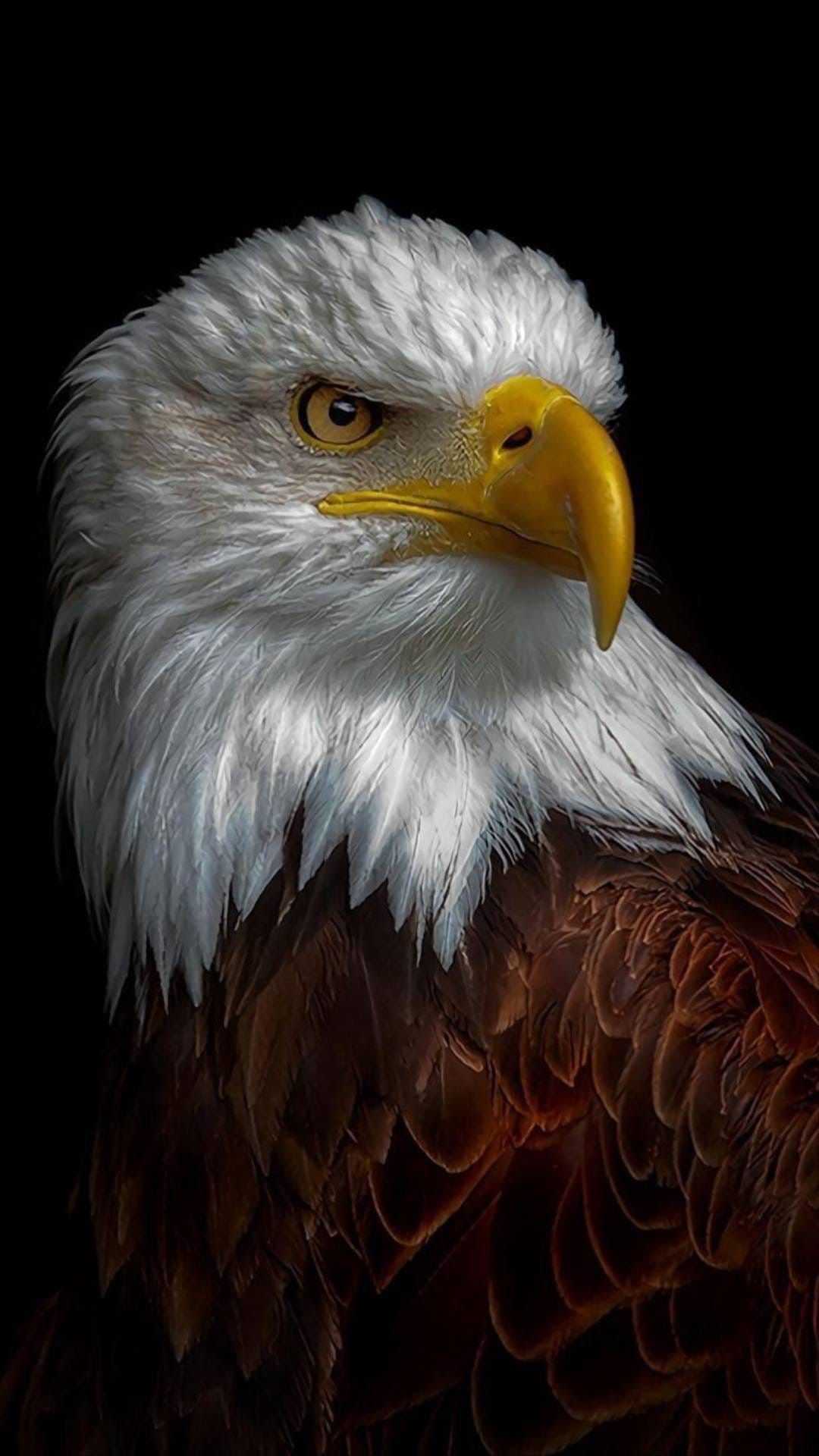Aquila calva testa bianca, 1080x1920 Verticale, Telefono
