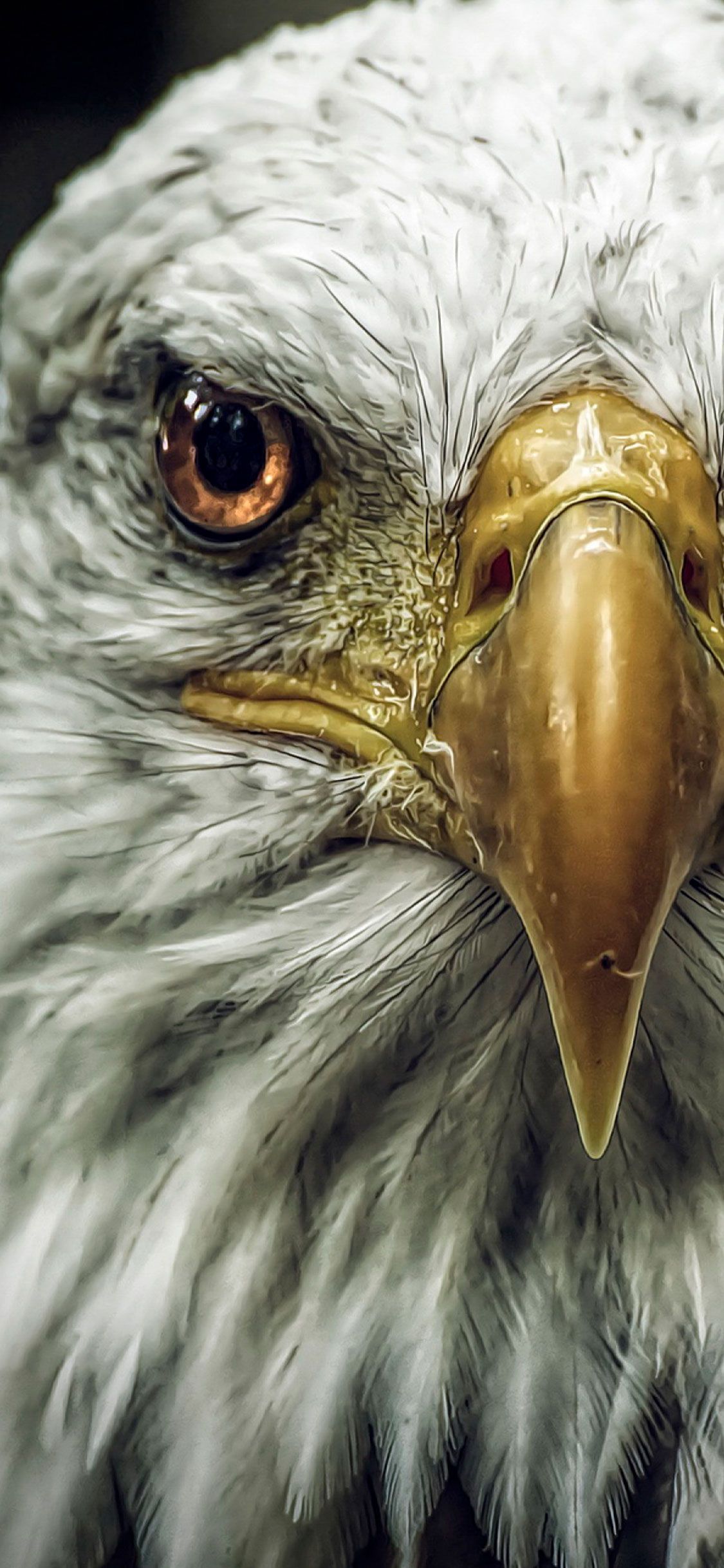 Aquila calva primo piano, 1125x2436 Full HD Verticale, iPhone