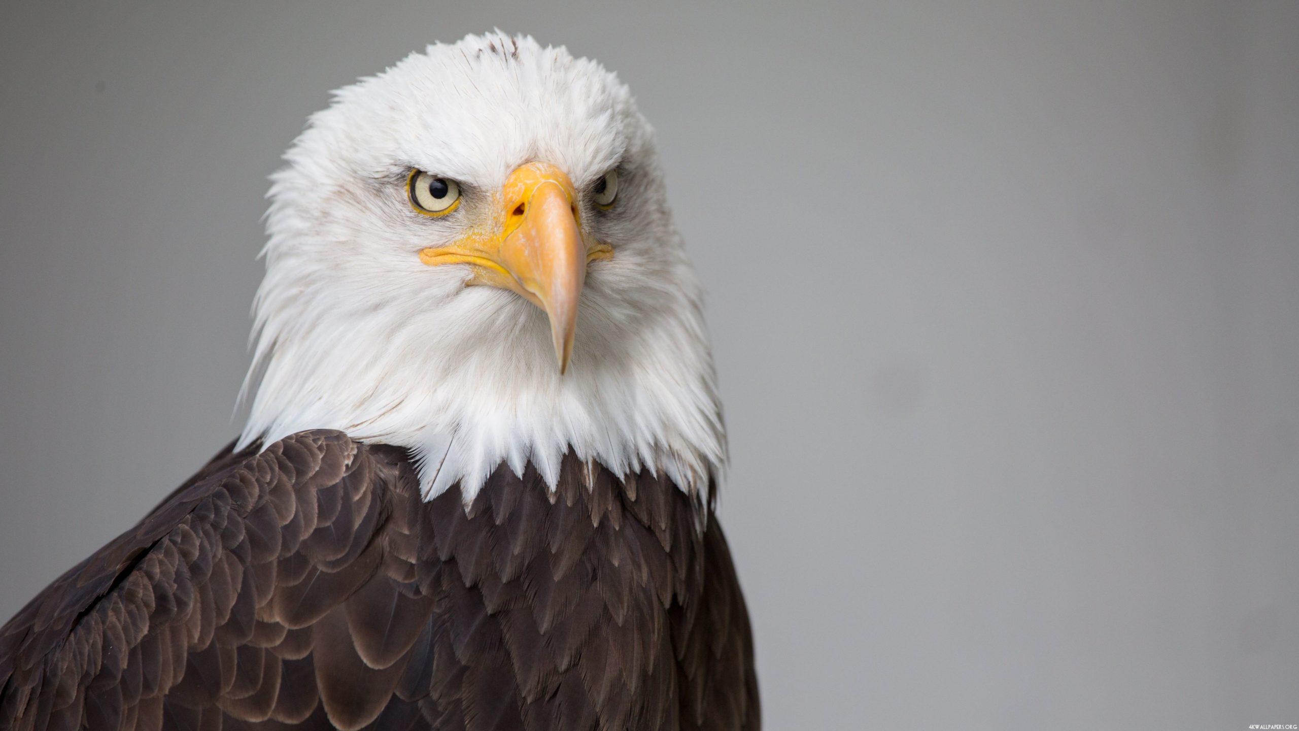 Aquila calva ritratto, 2560x1440 QHD, Monitor Gaming