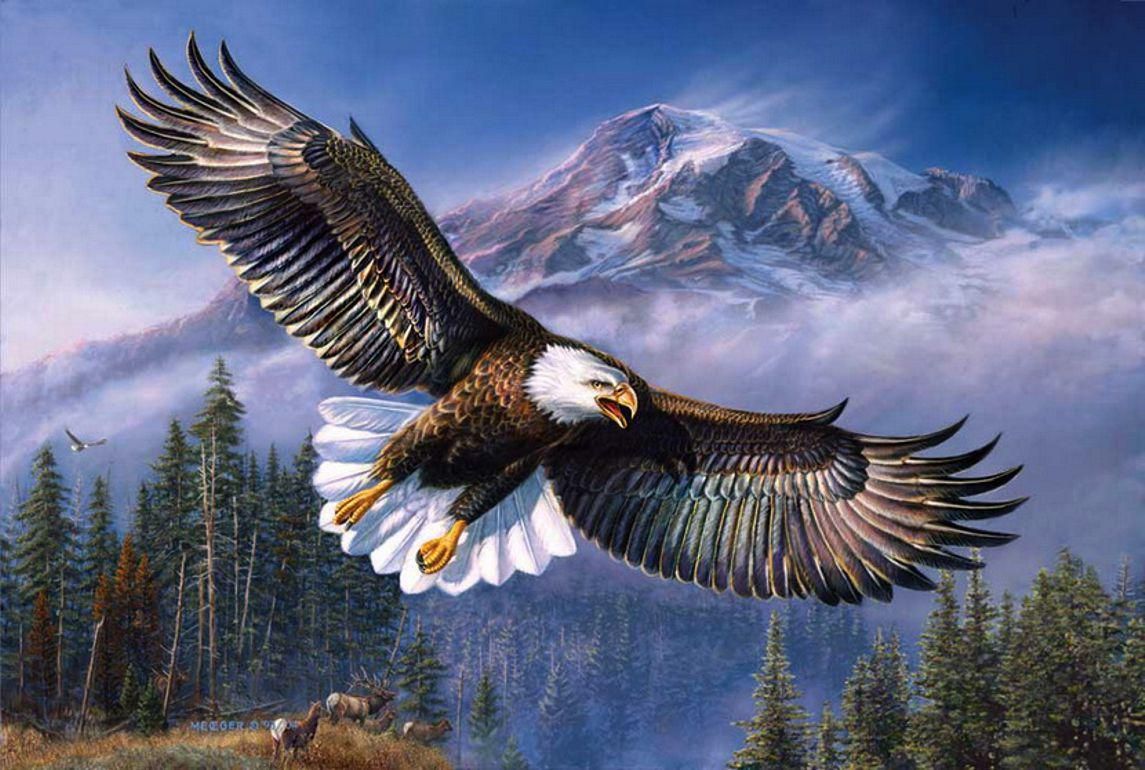 Aquila calva in volo, montagne, 1145x770 HD, Desktop