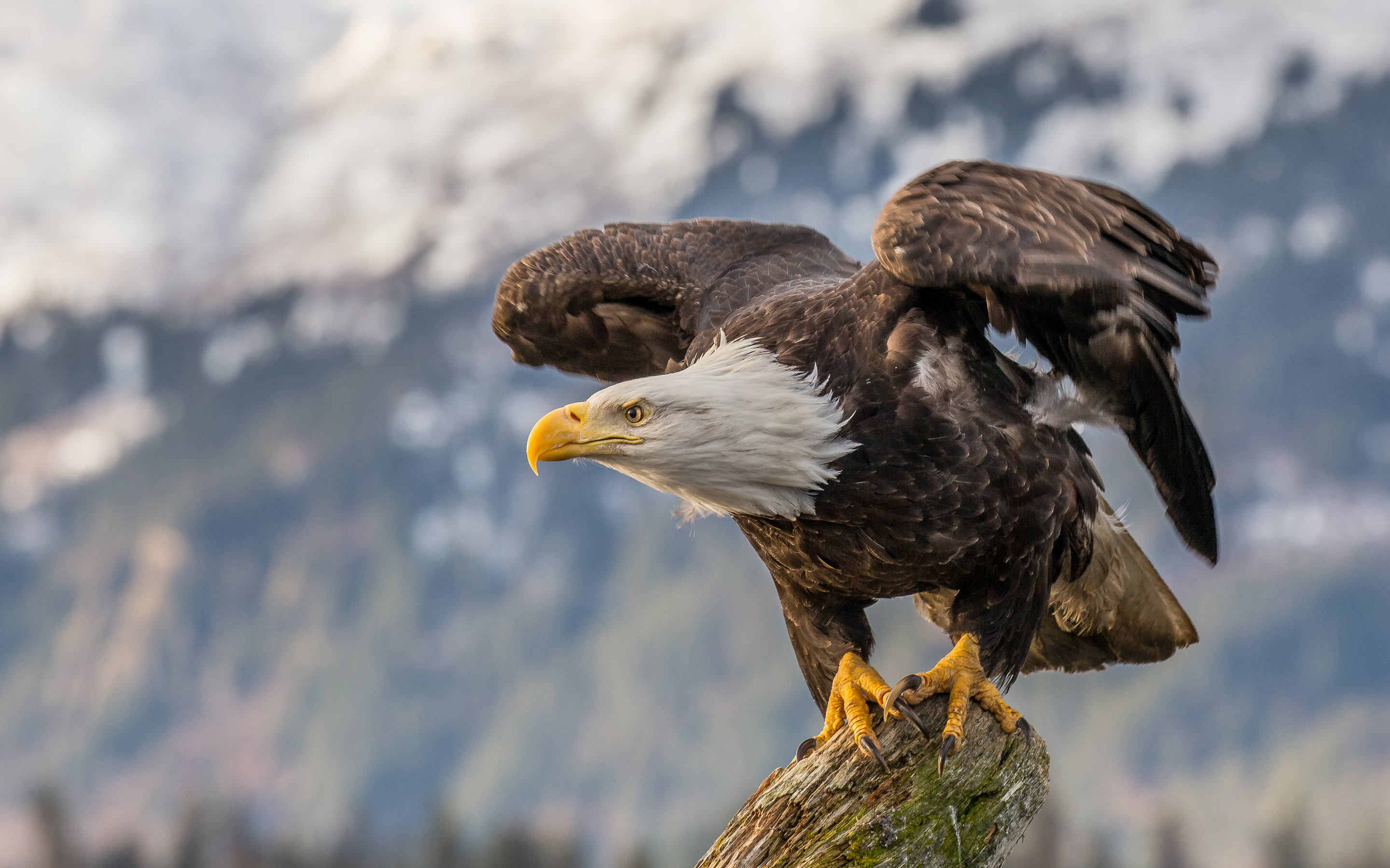 Aquila calva su tronco, 2880x1800 2K, PC