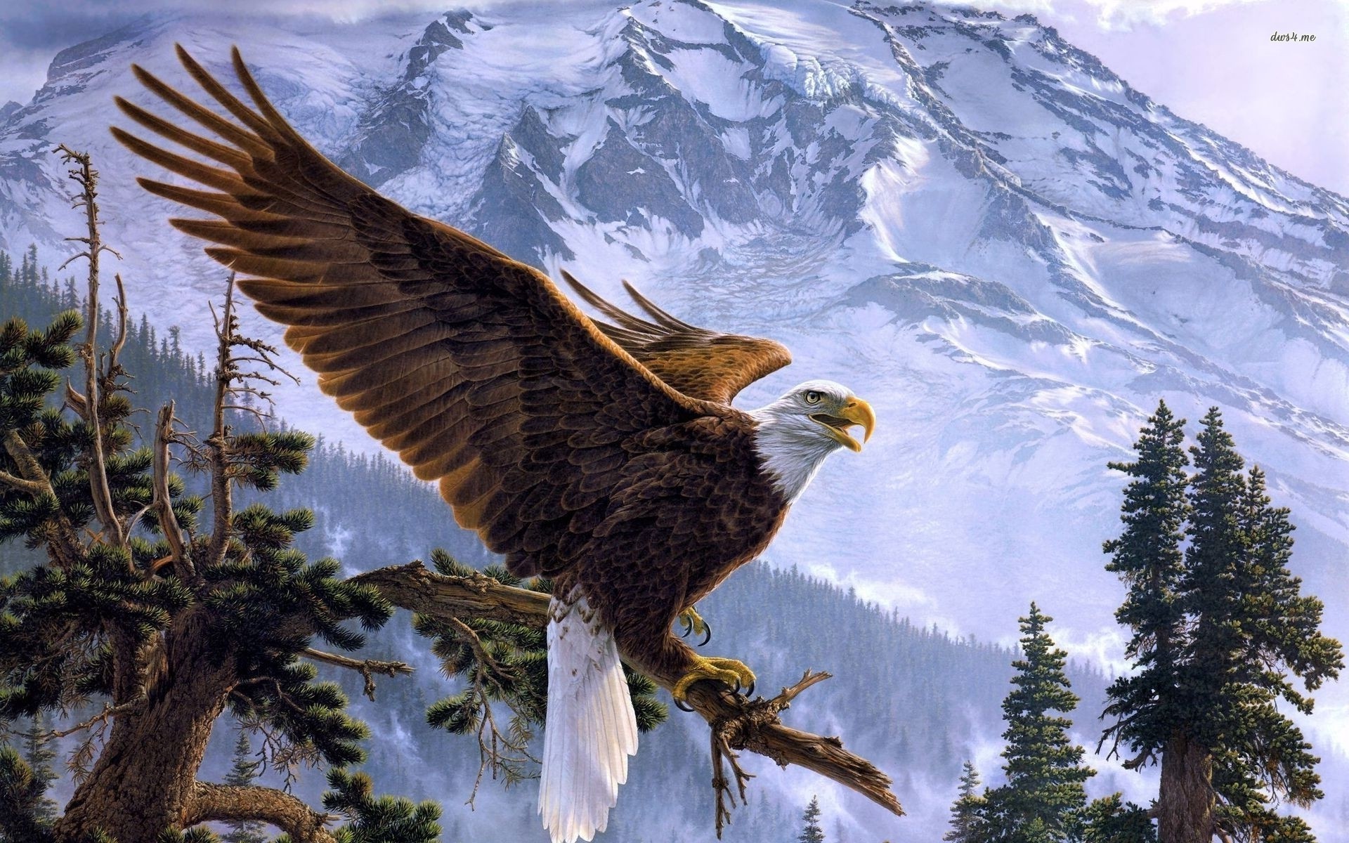 Aquila calva su montagna, 1920x1200 Full HD+, Desktop