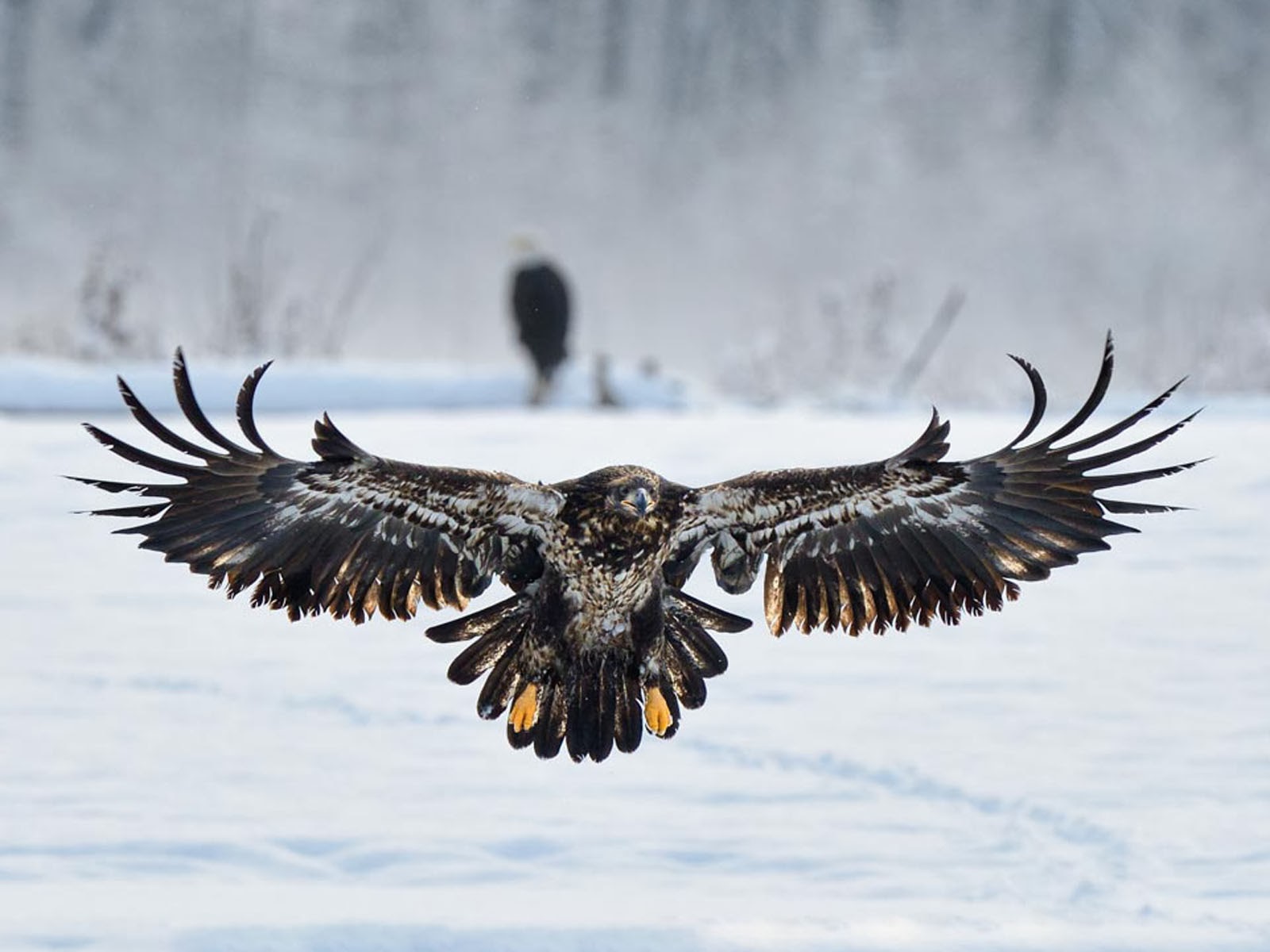 Aquila calva giovane in volo, 1600x1200 HD Ready, Notebook Gaming