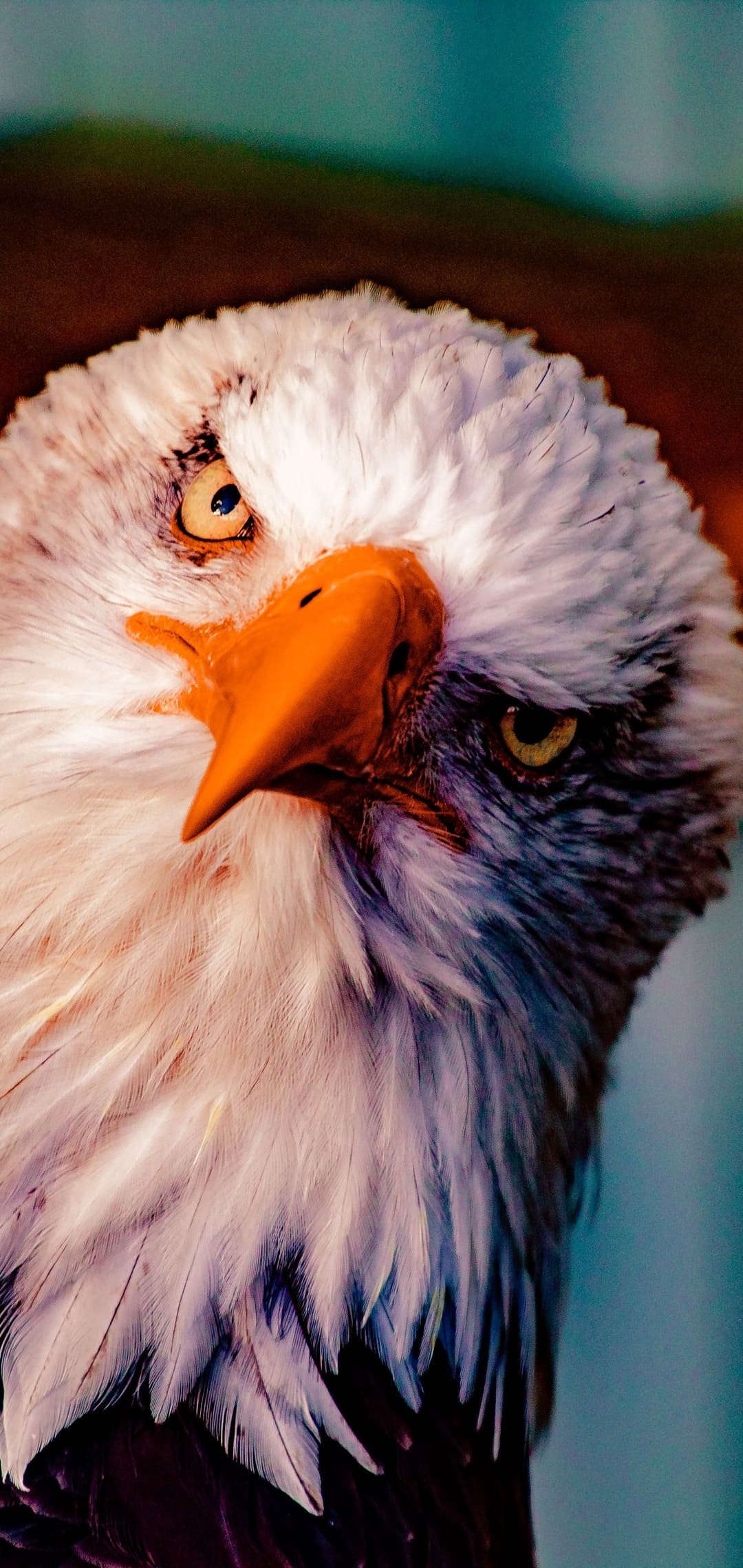 Aquila calva primo piano, 1080x2280 Full HD Verticale, iPhone