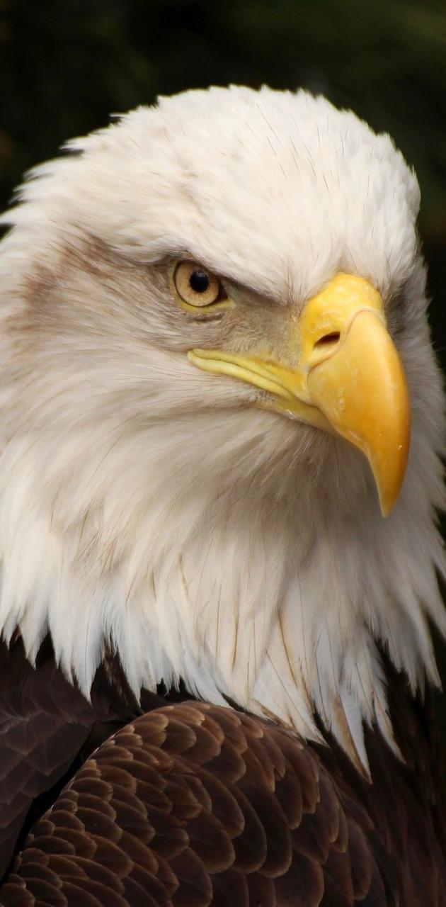 Aquila calva primo piano, 630x1280 Verticale, Mobile