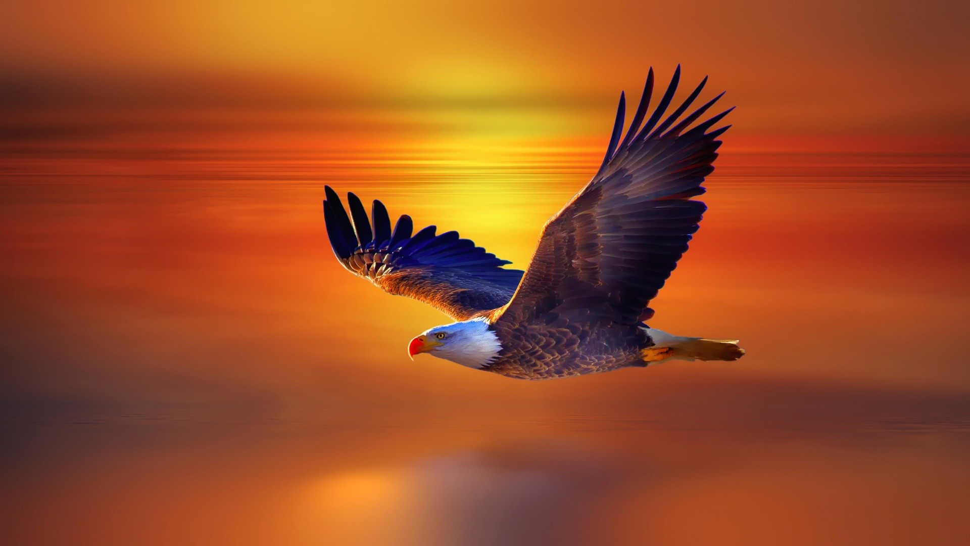 Aquila in volo al tramonto, 1920x1080 1080p, PC Desktop
