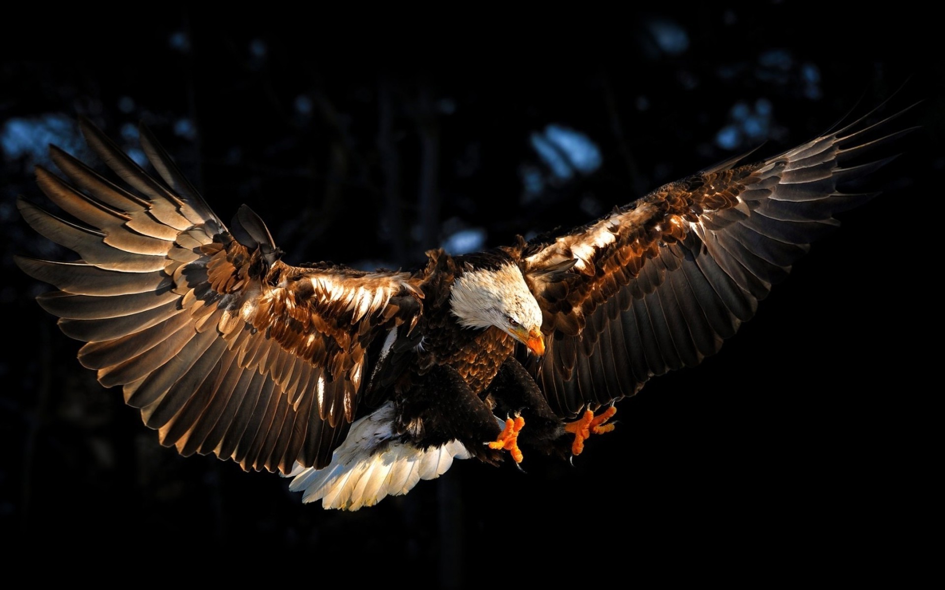 Aquila calva in volo, 1920x1200 Full HD+ WUXGA, Desktop