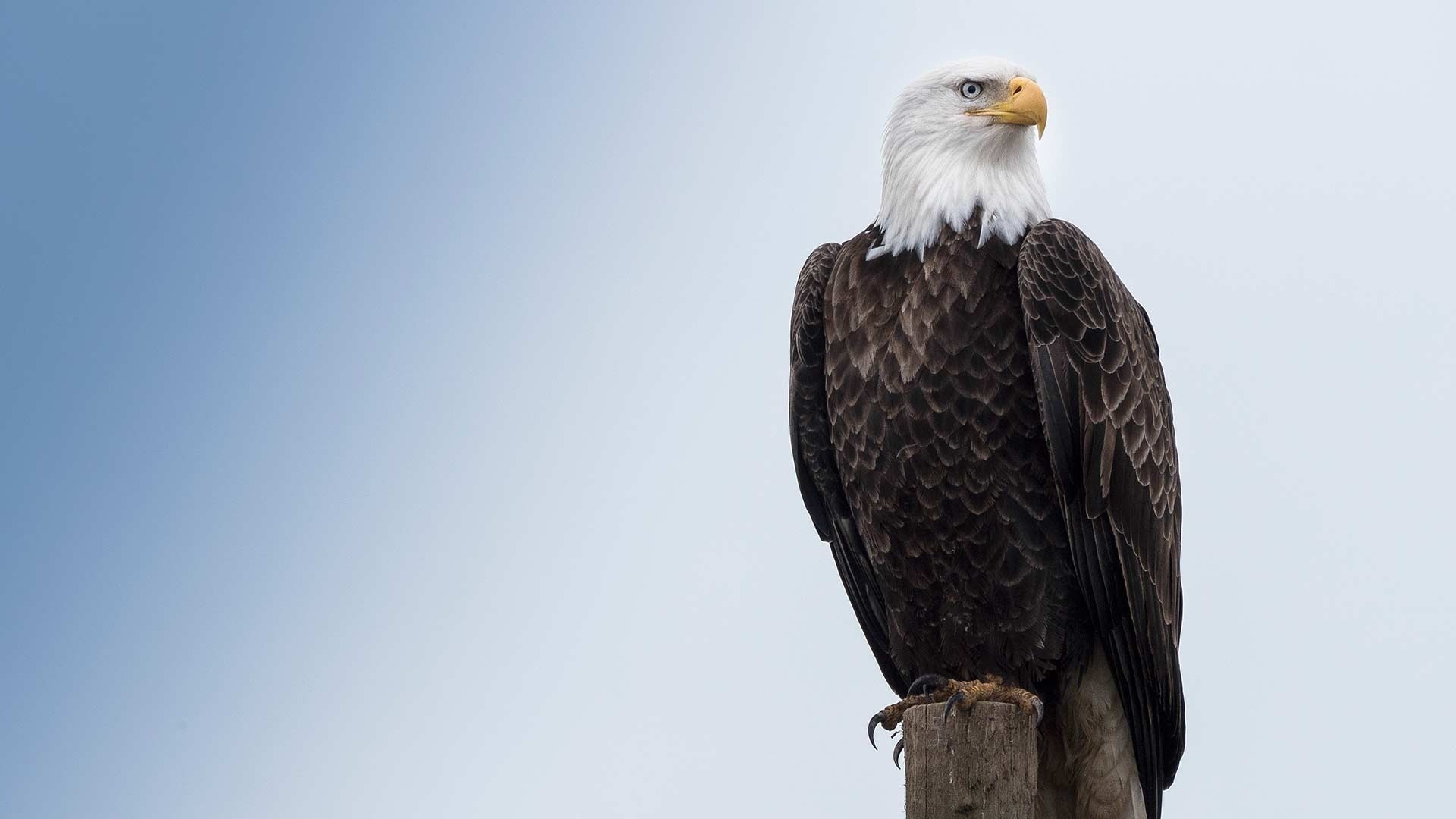 Aquila calva su palo, 1920x1080 Full HD 1080p, PC