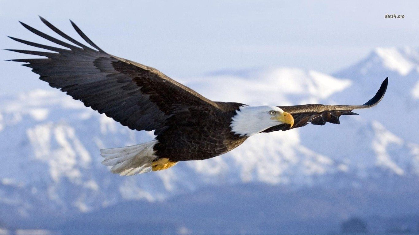 Aquila calva in volo, 1366x768 720p, Laptop