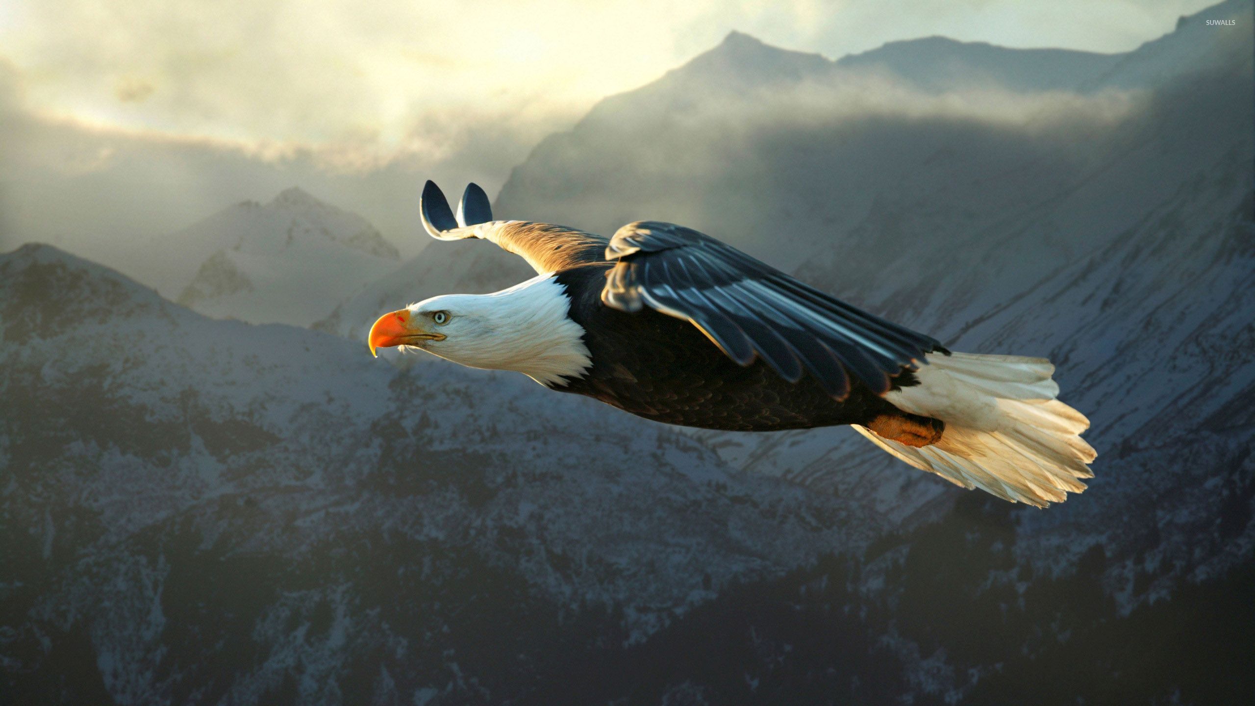 Aquila calva in volo, montagne, 2560x1440 1440p, Desktop