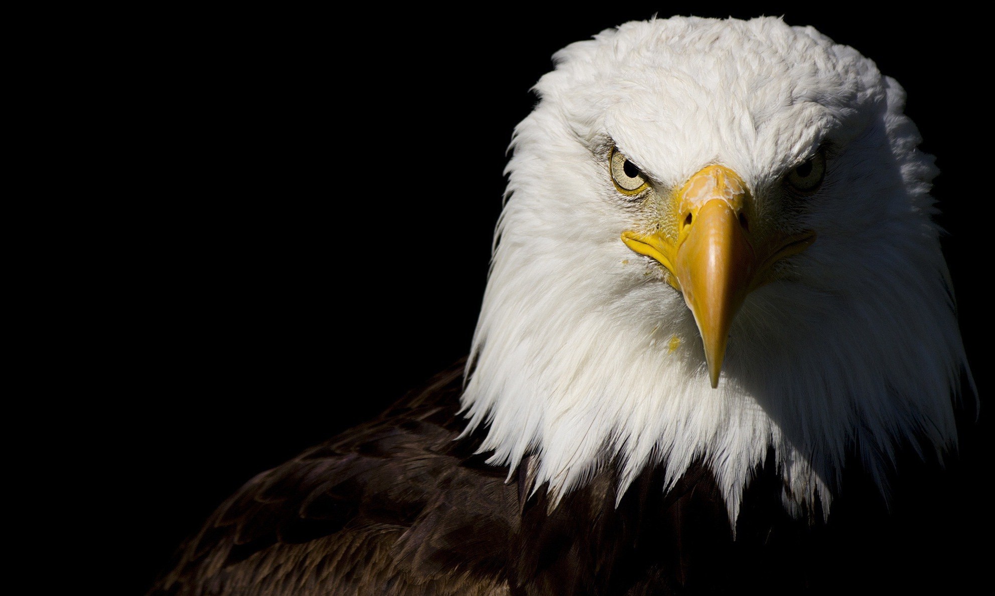 Aquila calva testa primo piano, 1983x1189 1080p, Desktop