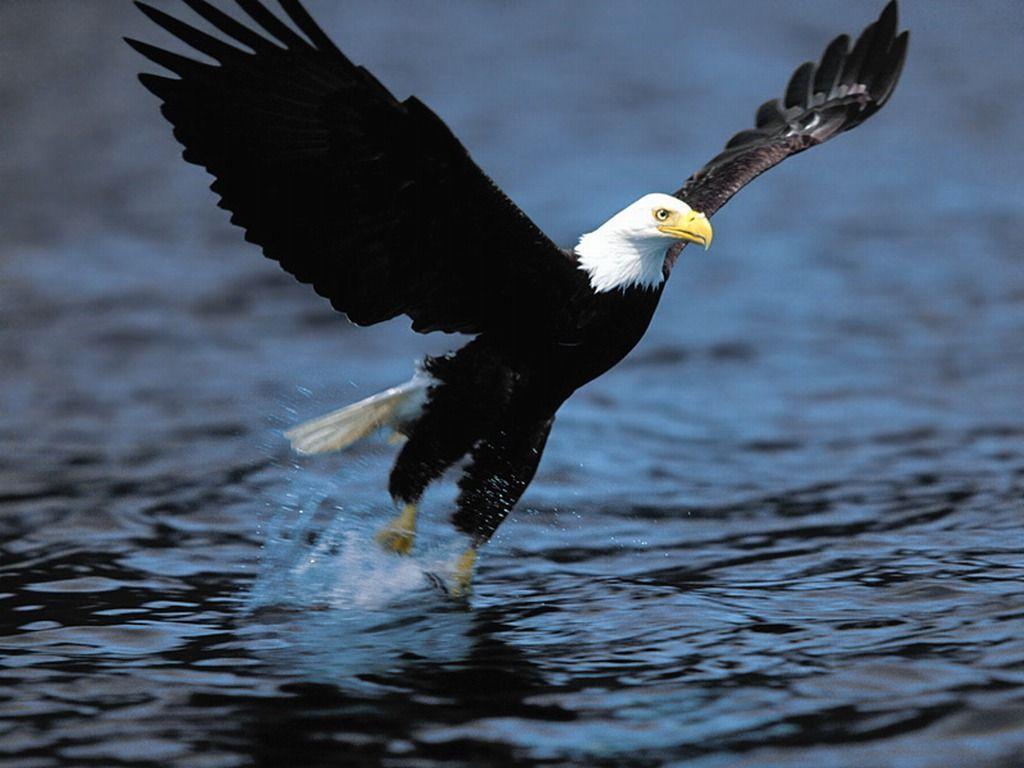 Aquila calva in volo sull'acqua, 1024x768 HD, iMac