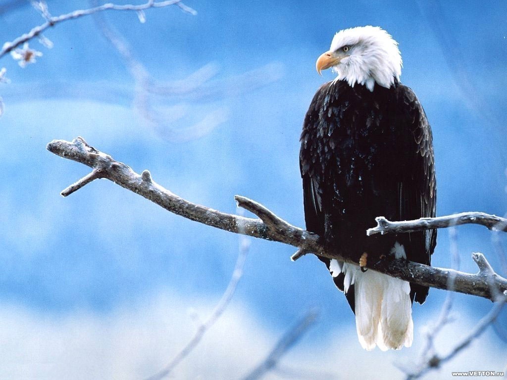 Aquila calva su ramo, 1024x768 HD, Laptop