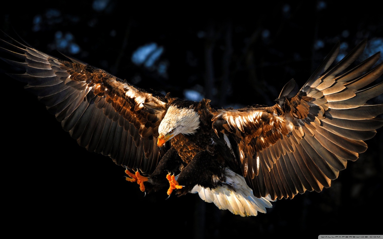 Aquila calva in volo, 1280x800 HD, Desktop
