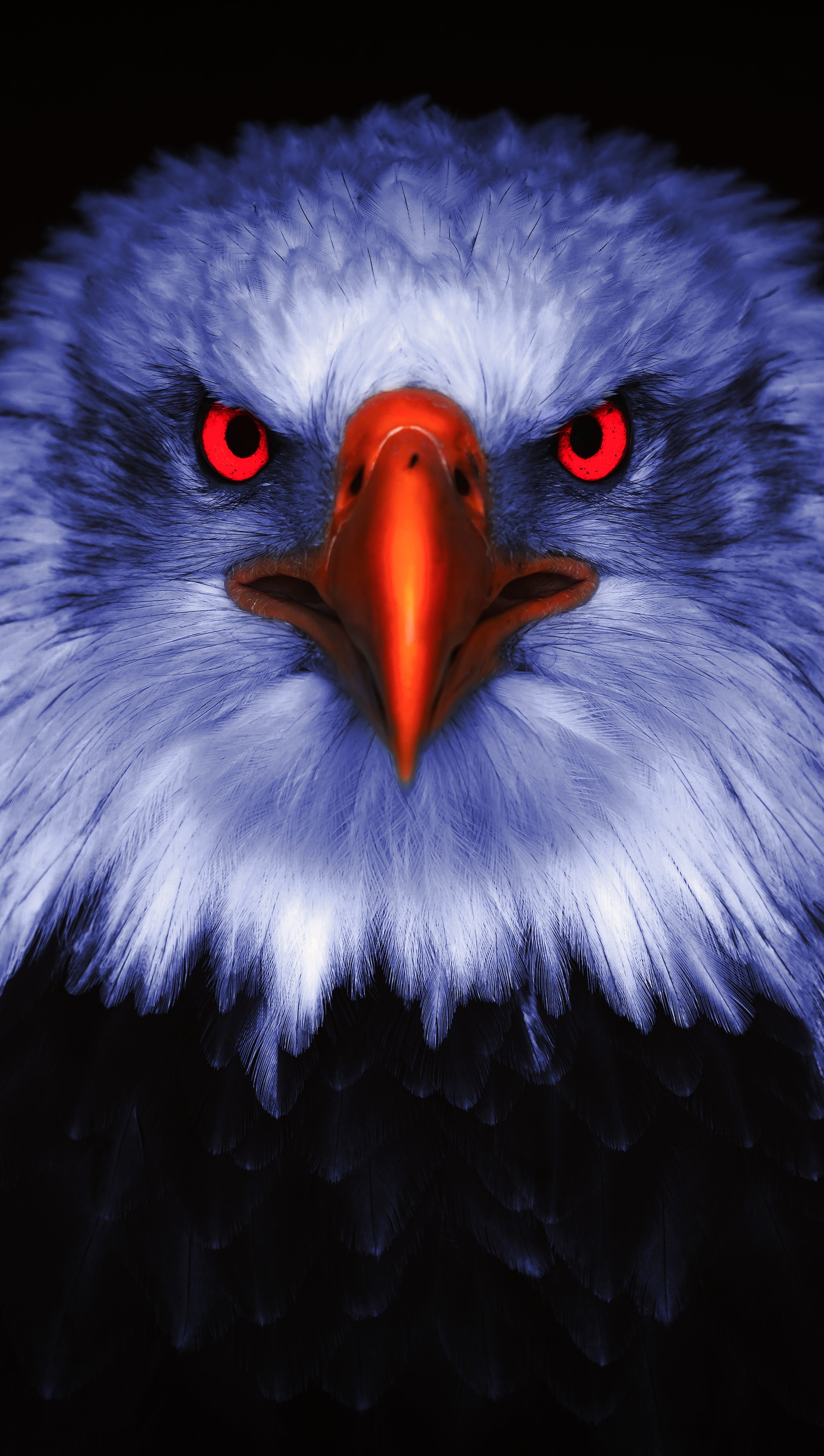 Aquila occhi rossi sfondo nero, 2460x4346 Verticale, Mobile