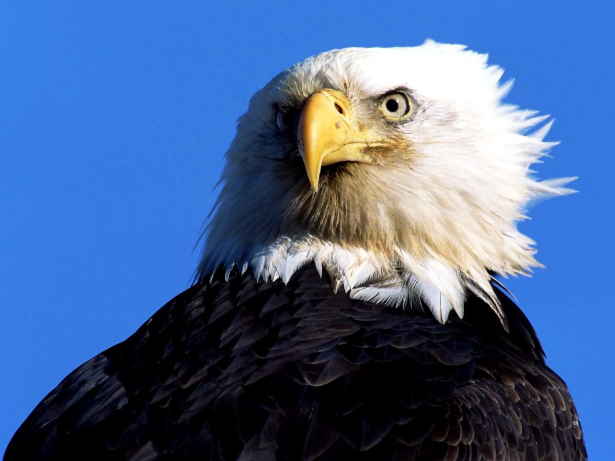 Aquila calva testa bianca, 1200x900 HD, Laptop