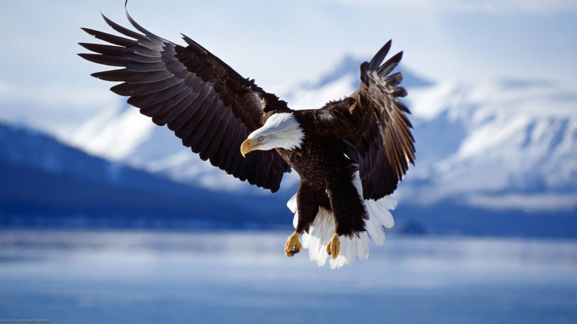 Aquila calva in volo, 1920x1080 Full HD, PC Desktop