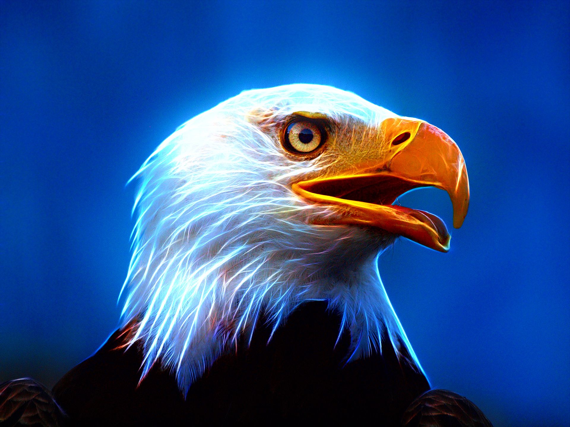 Aquila calva effetto luminoso, 1920x1440 Full HD+ WUXGA, Desktop