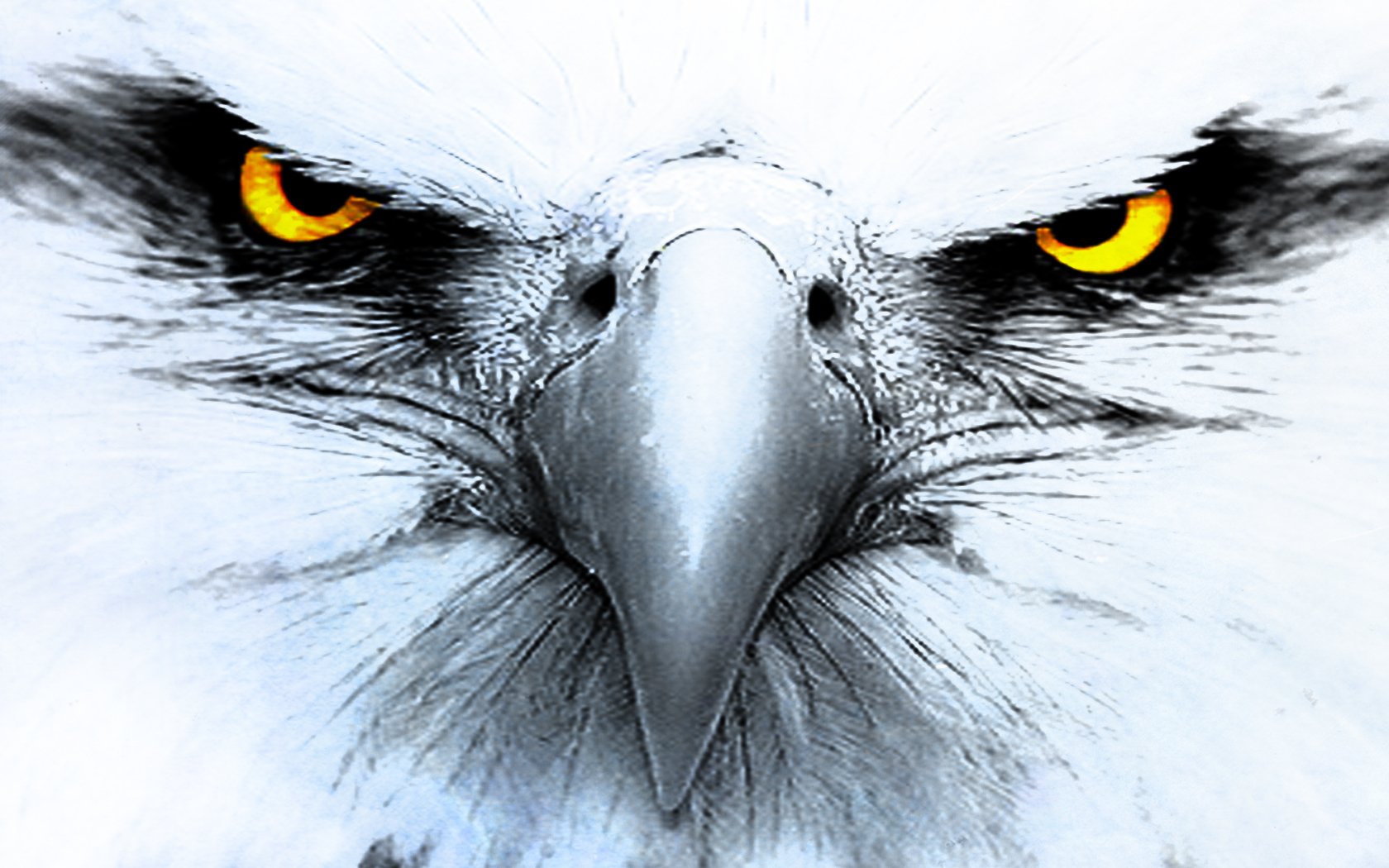 Aquila occhi gialli disegno, 1680x1050 HD, Laptop