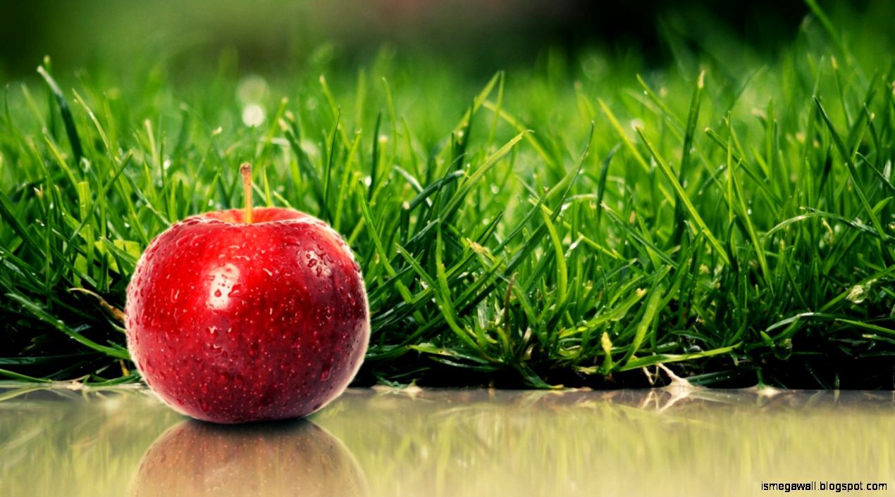 motivo frutta mista illustrata, 1560x1560 720p, Laptop