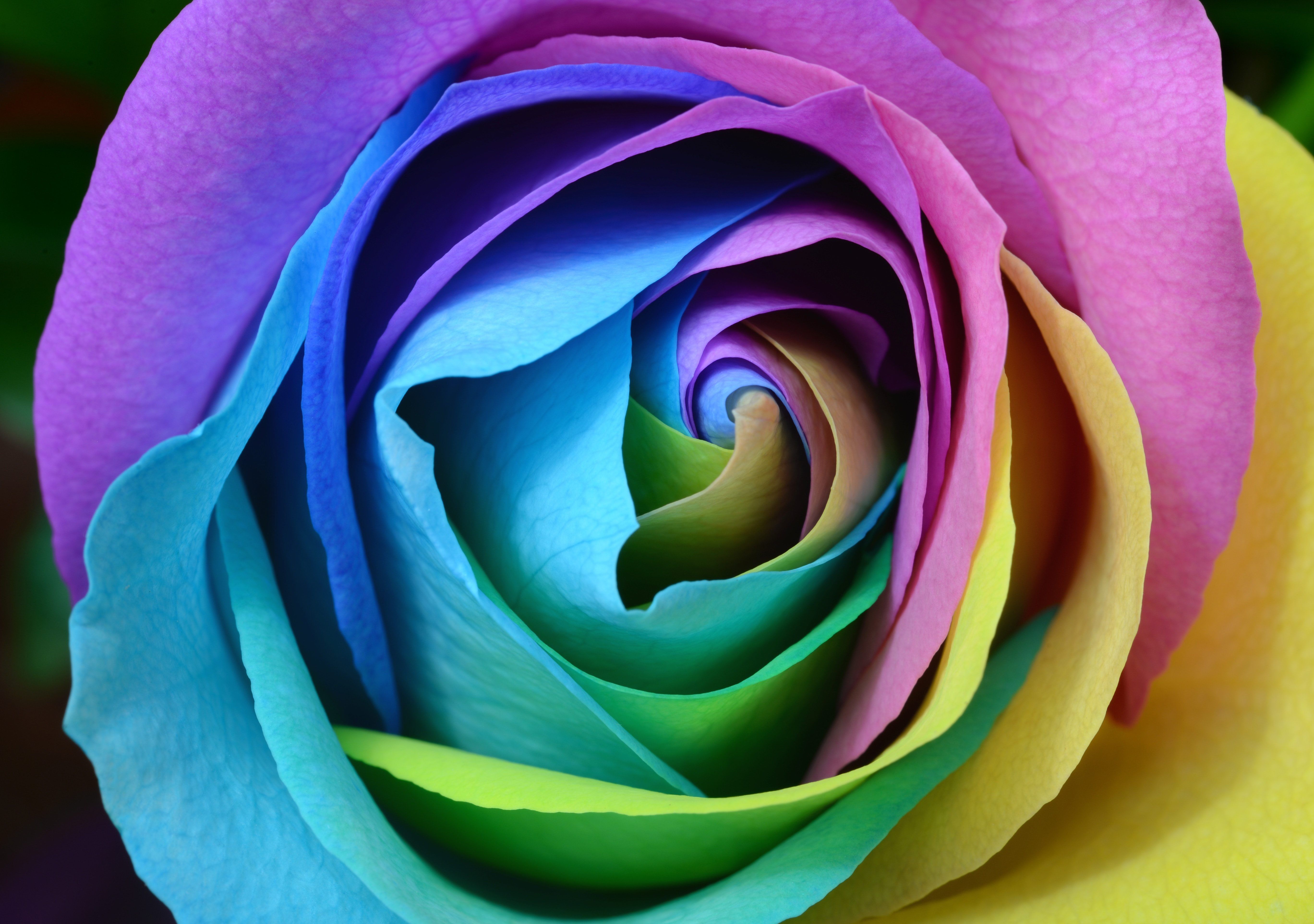 Rosa arcobaleno multicolore, 5474x3849 4K, Desktop 4K
