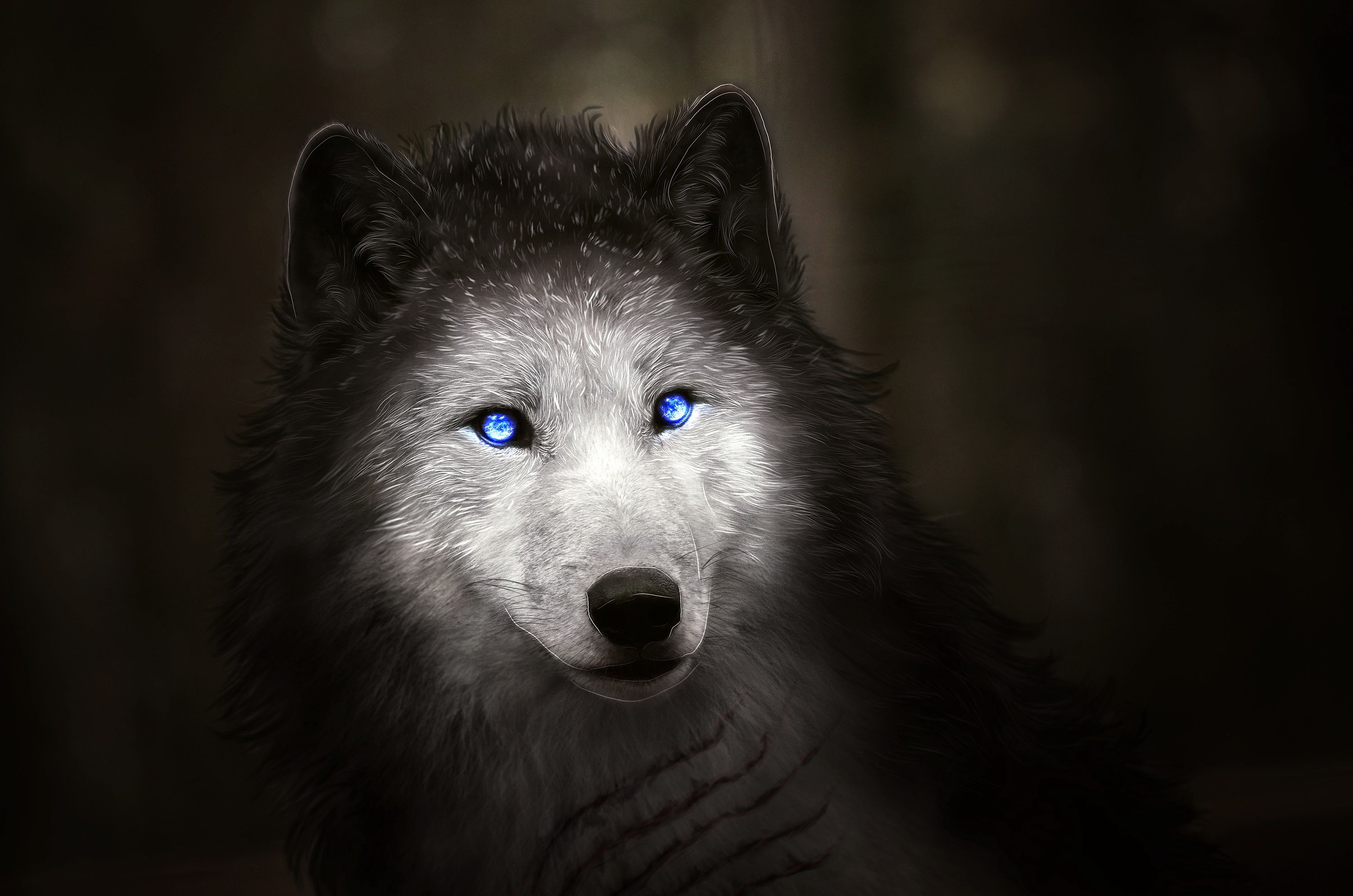 Lupo con occhi blu, 3000x1987 WQXGA, Laptop