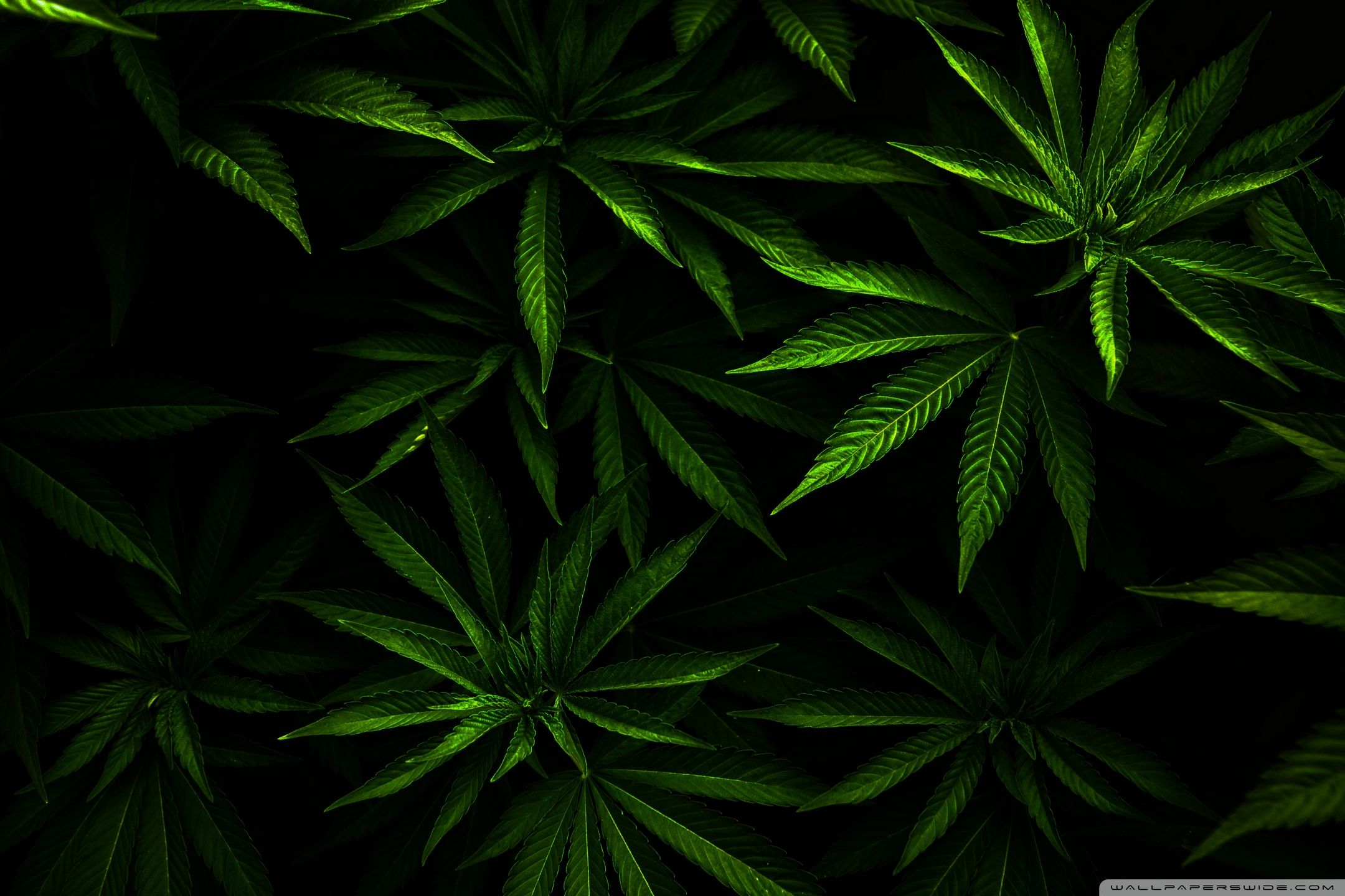 Foglie di cannabis verdi scure, 2160x1440 alta risoluzione, PC Desktop