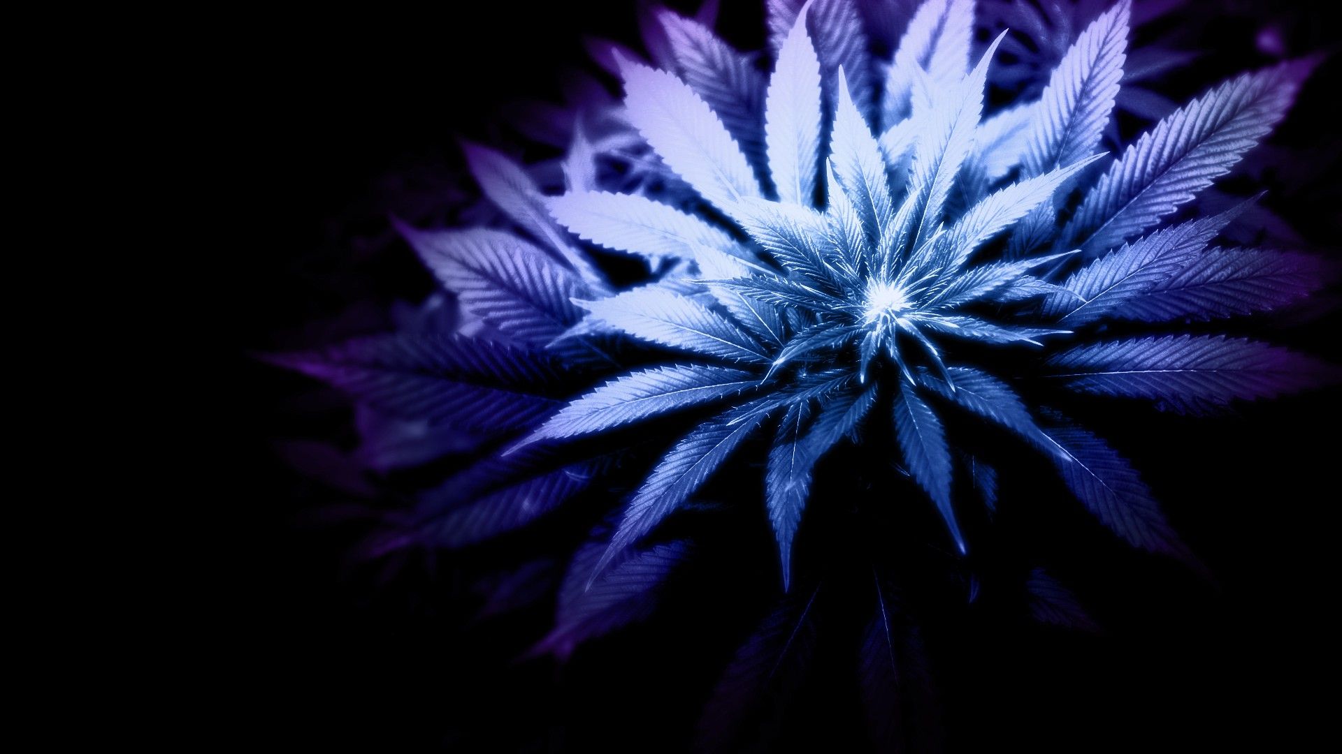 Teschio artistico neon foglie, 1680x1050 HD, Desktop