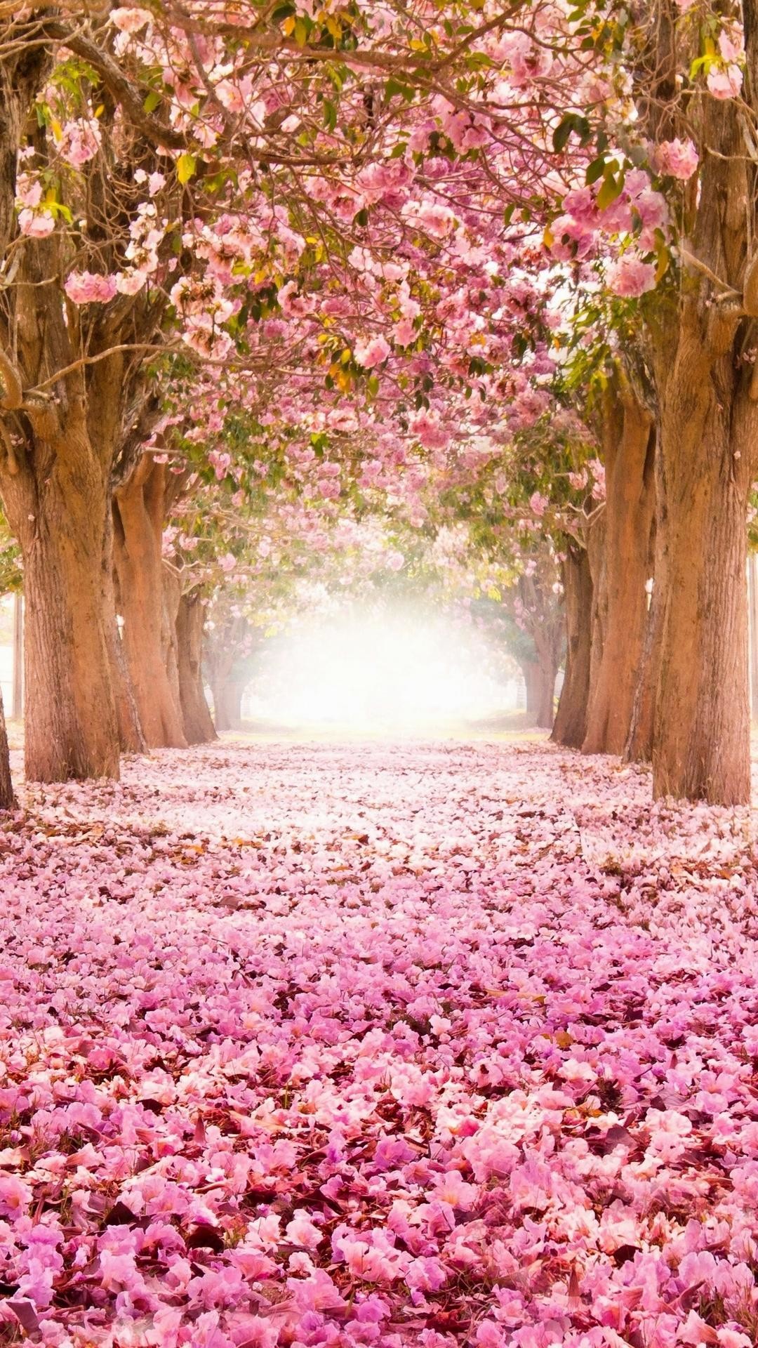 Viale alberi fiori di ciliegio, 1080x1920 Full HD Verticale, Smartphone