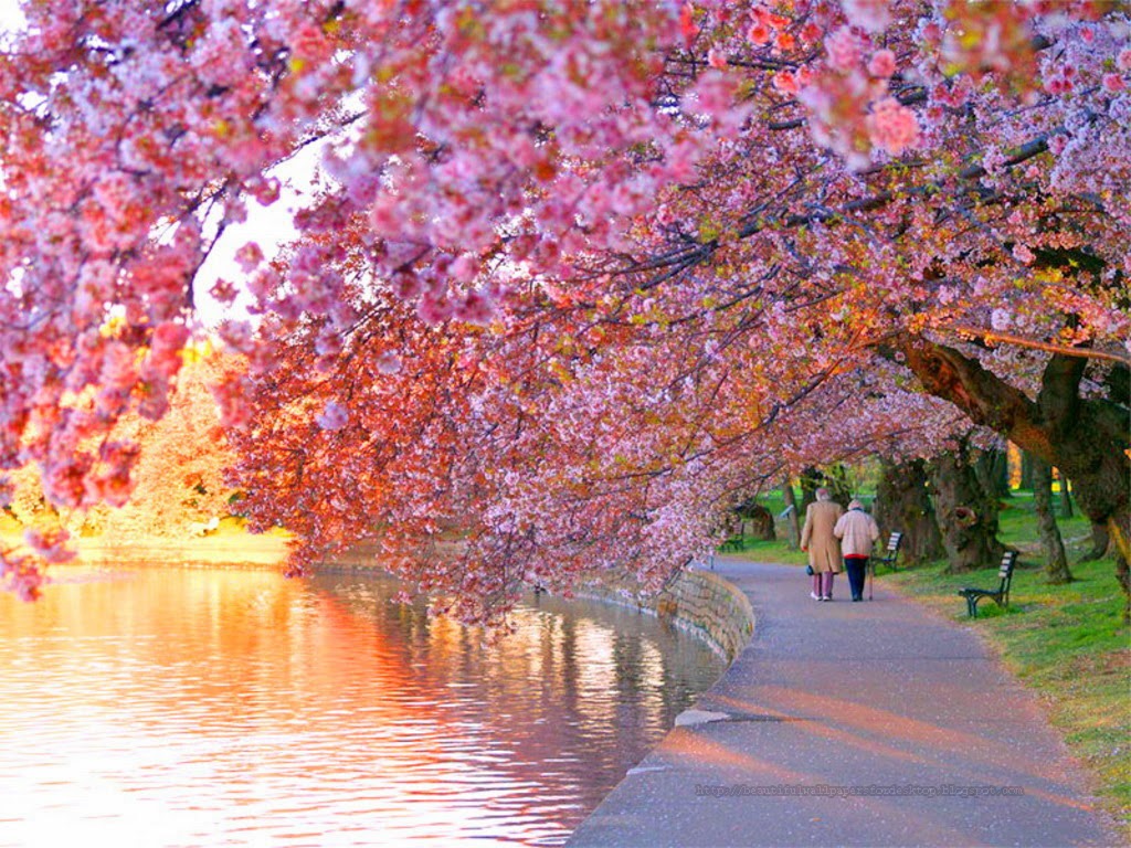 Fiori di ciliegio lungo lago, 1024x768 HD, Desktop
